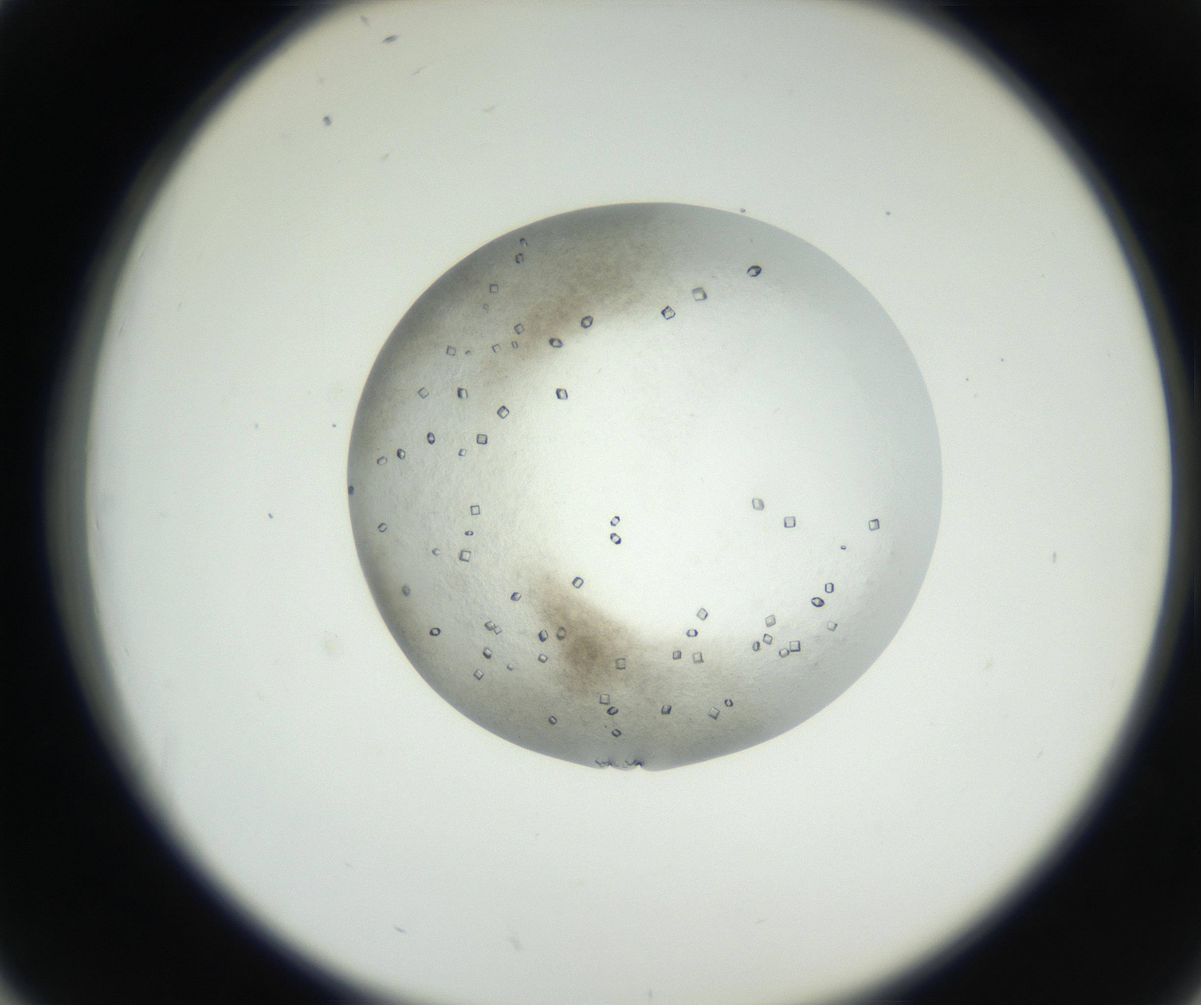RI01_03_000_0212_Proj1_Clon1_MC_0000MC102631_002_160810_02_04_02_00_99_002_001_RAI.jpg