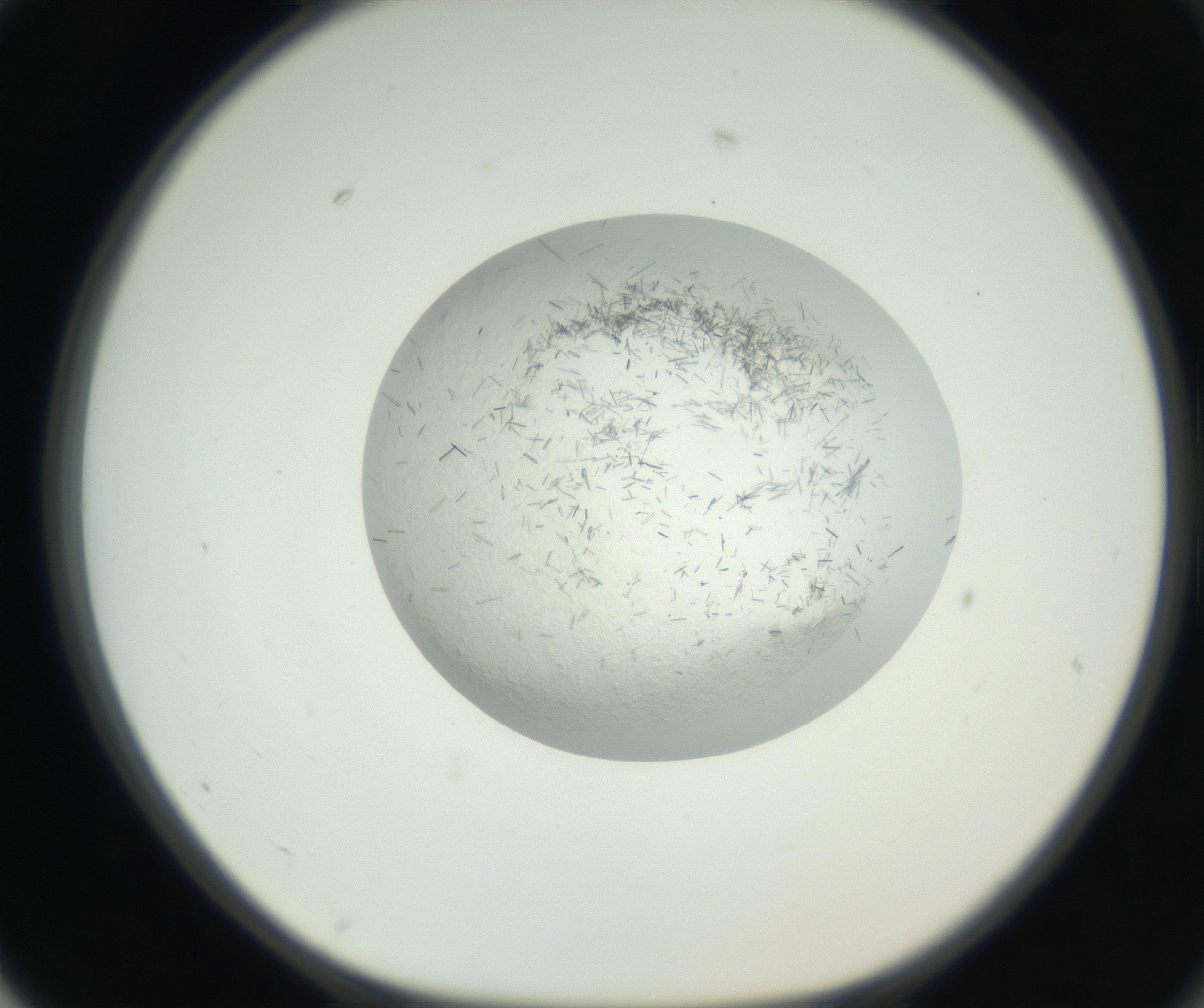 RI01_03_000_0212_Proj1_Clon1_MC_0000MC102631_002_160810_02_07_01_00_99_002_001_RAI.jpg