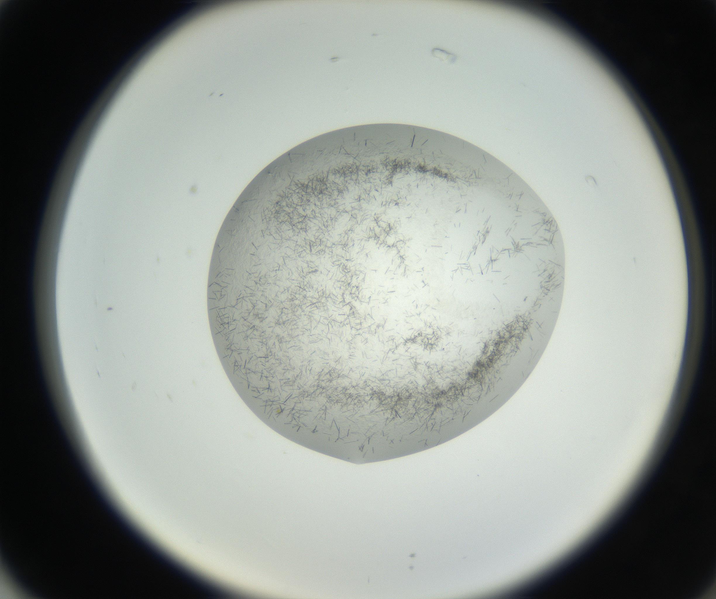RI01_03_000_0212_Proj1_Clon1_MC_0000MC102631_002_160810_02_07_02_00_99_002_001_RAI.jpg