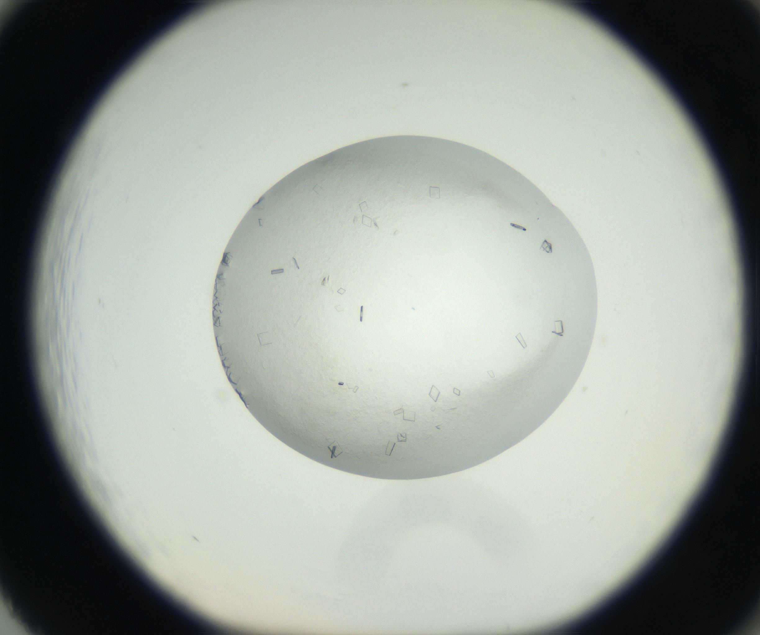 RI01_03_000_0212_Proj1_Clon1_MC_0000MC102631_002_160810_02_08_01_00_99_002_001_RAI.jpg