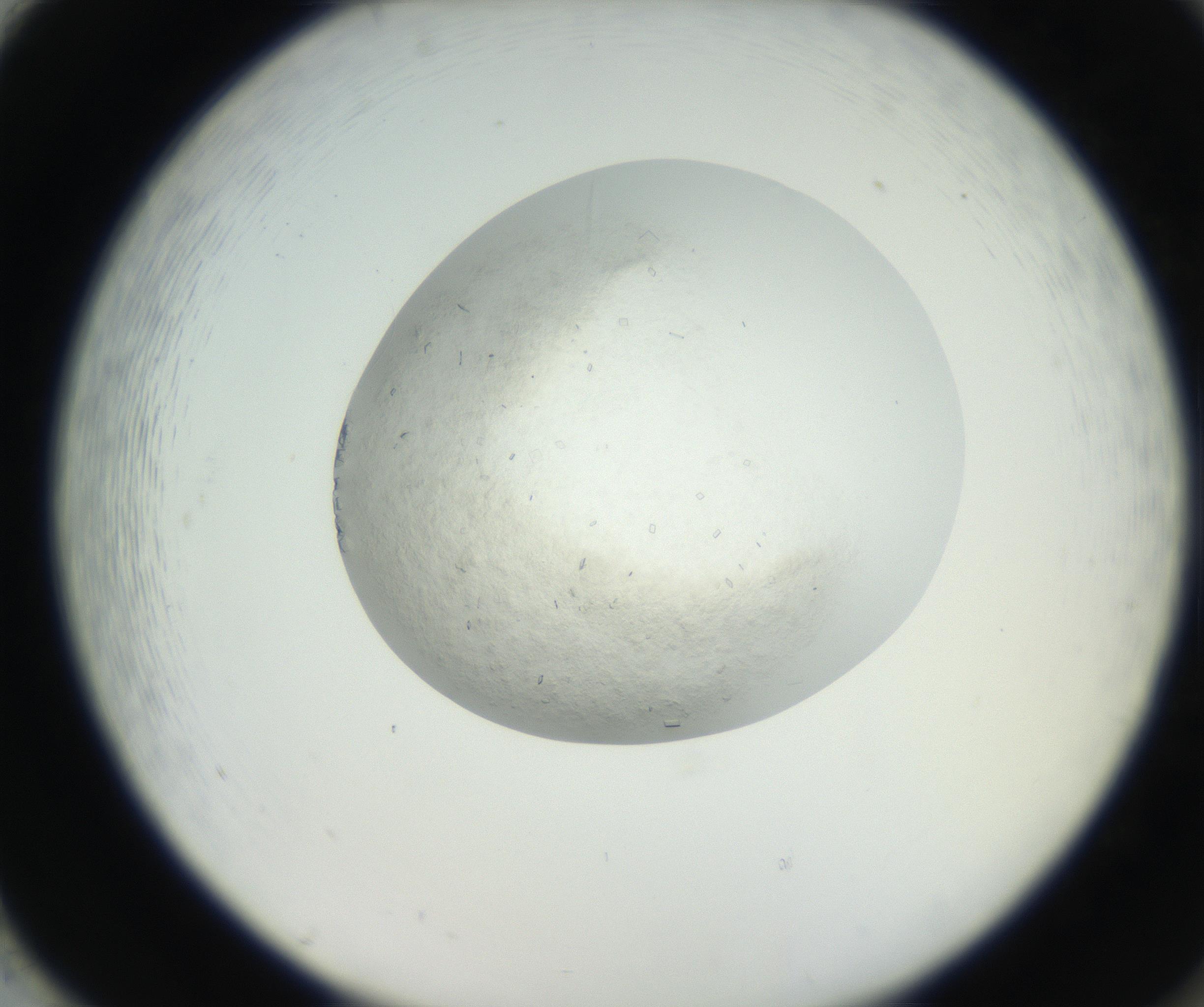 RI01_03_000_0212_Proj1_Clon1_MC_0000MC102631_002_160810_02_08_02_00_99_002_001_RAI.jpg