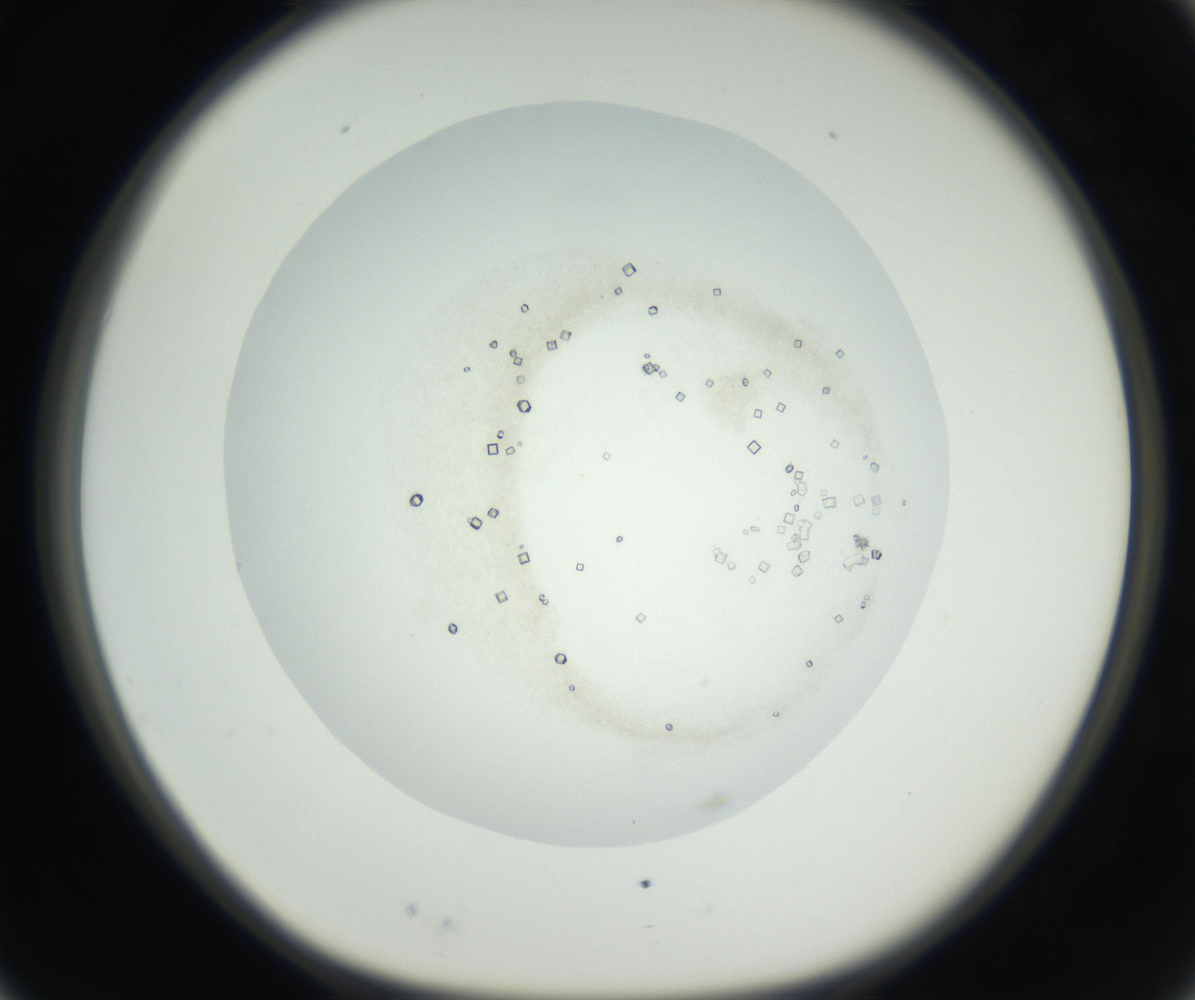 RI01_03_000_0212_Proj1_Clon1_MC_0000MC102631_002_160810_03_02_01_00_99_002_001_RAI.jpg