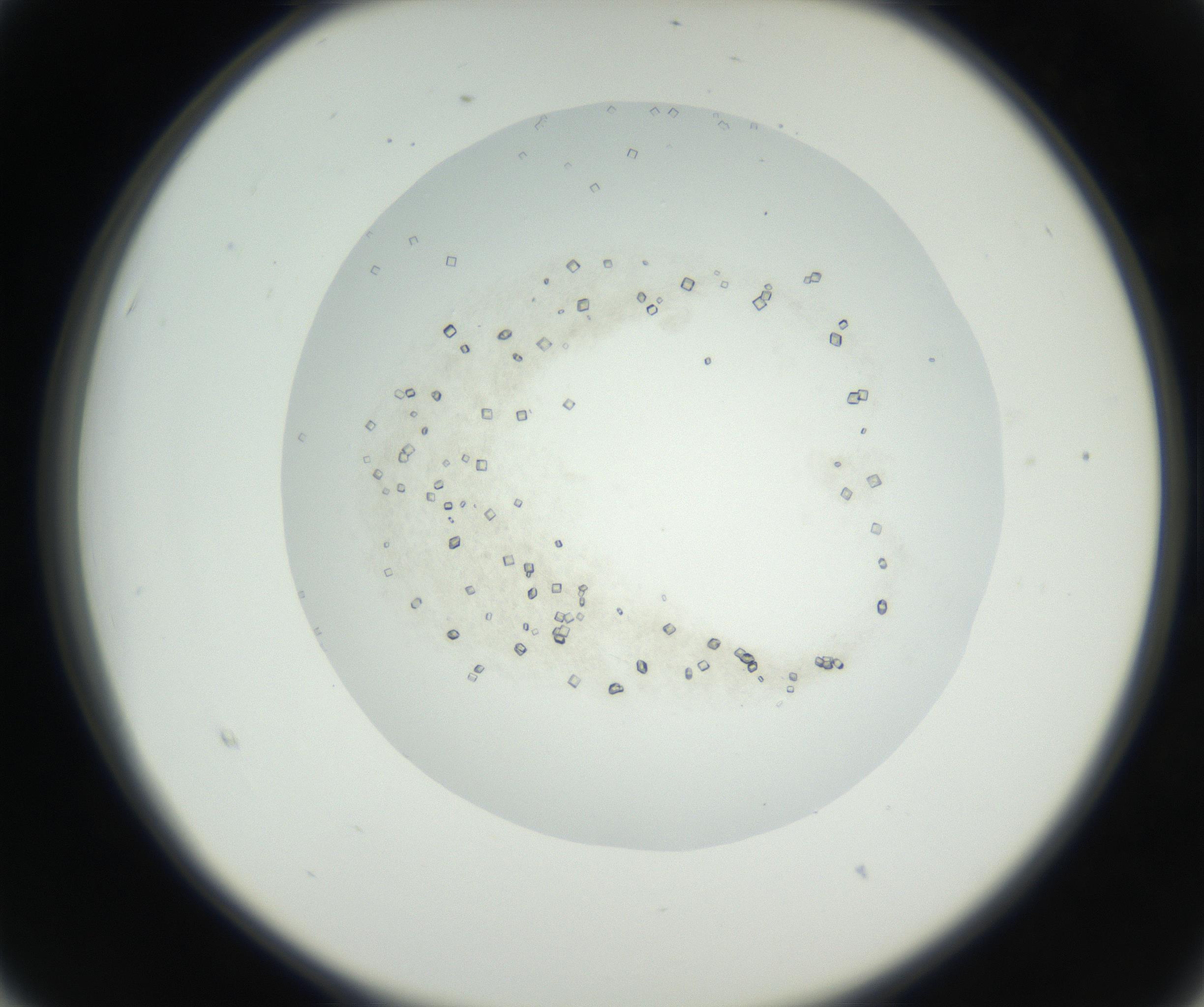RI01_03_000_0212_Proj1_Clon1_MC_0000MC102631_002_160810_03_02_02_00_99_002_001_RAI.jpg
