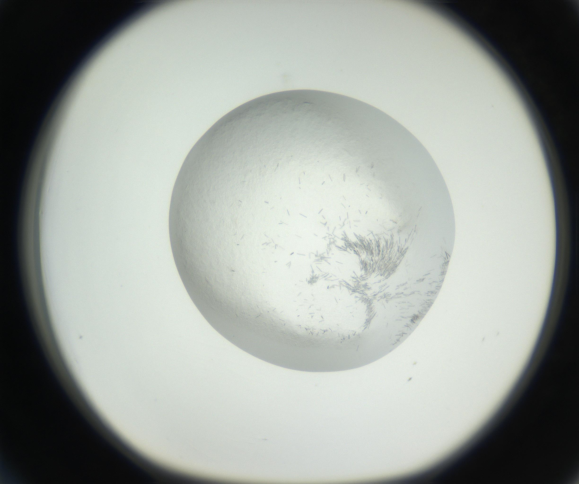 RI01_03_000_0212_Proj1_Clon1_MC_0000MC102631_002_160810_03_03_01_00_99_002_001_RAI.jpg