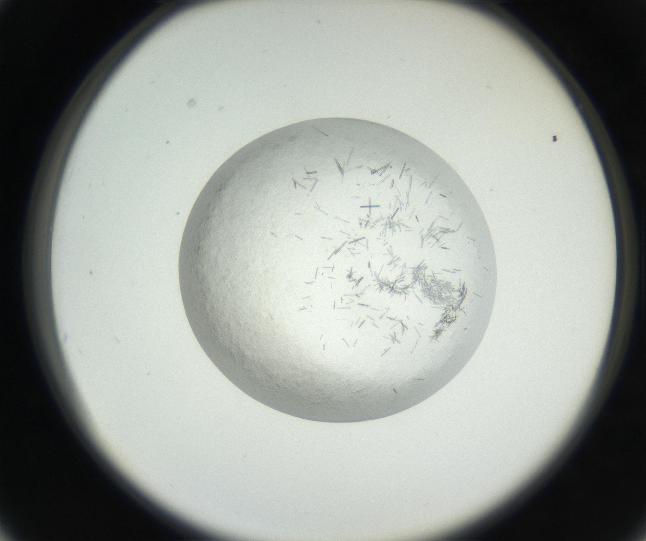 RI01_03_000_0212_Proj1_Clon1_MC_0000MC102631_002_160810_03_03_02_00_99_002_001_RAI.jpg