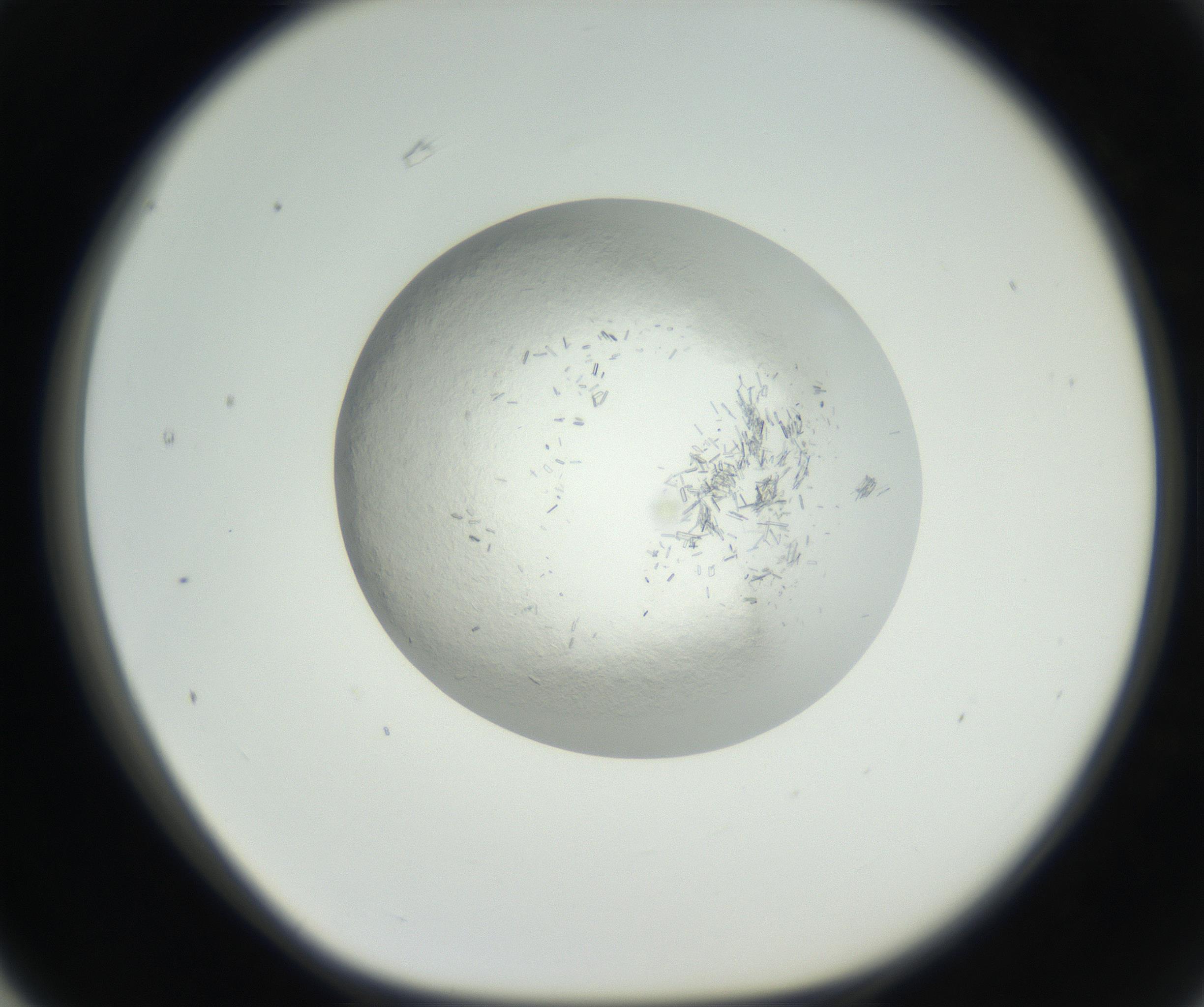 RI01_03_000_0212_Proj1_Clon1_MC_0000MC102631_002_160810_03_06_01_00_99_002_001_RAI.jpg
