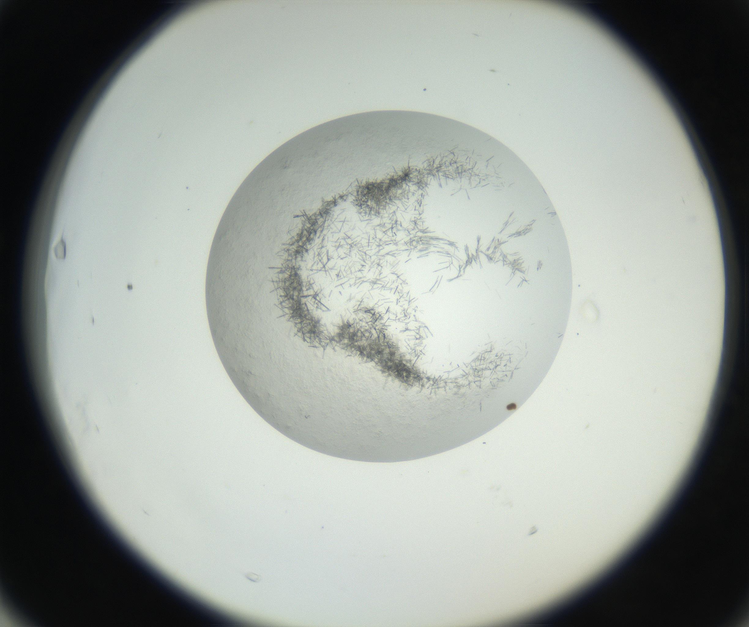 RI01_03_000_0212_Proj1_Clon1_MC_0000MC102631_002_160810_03_06_02_00_99_002_001_RAI.jpg