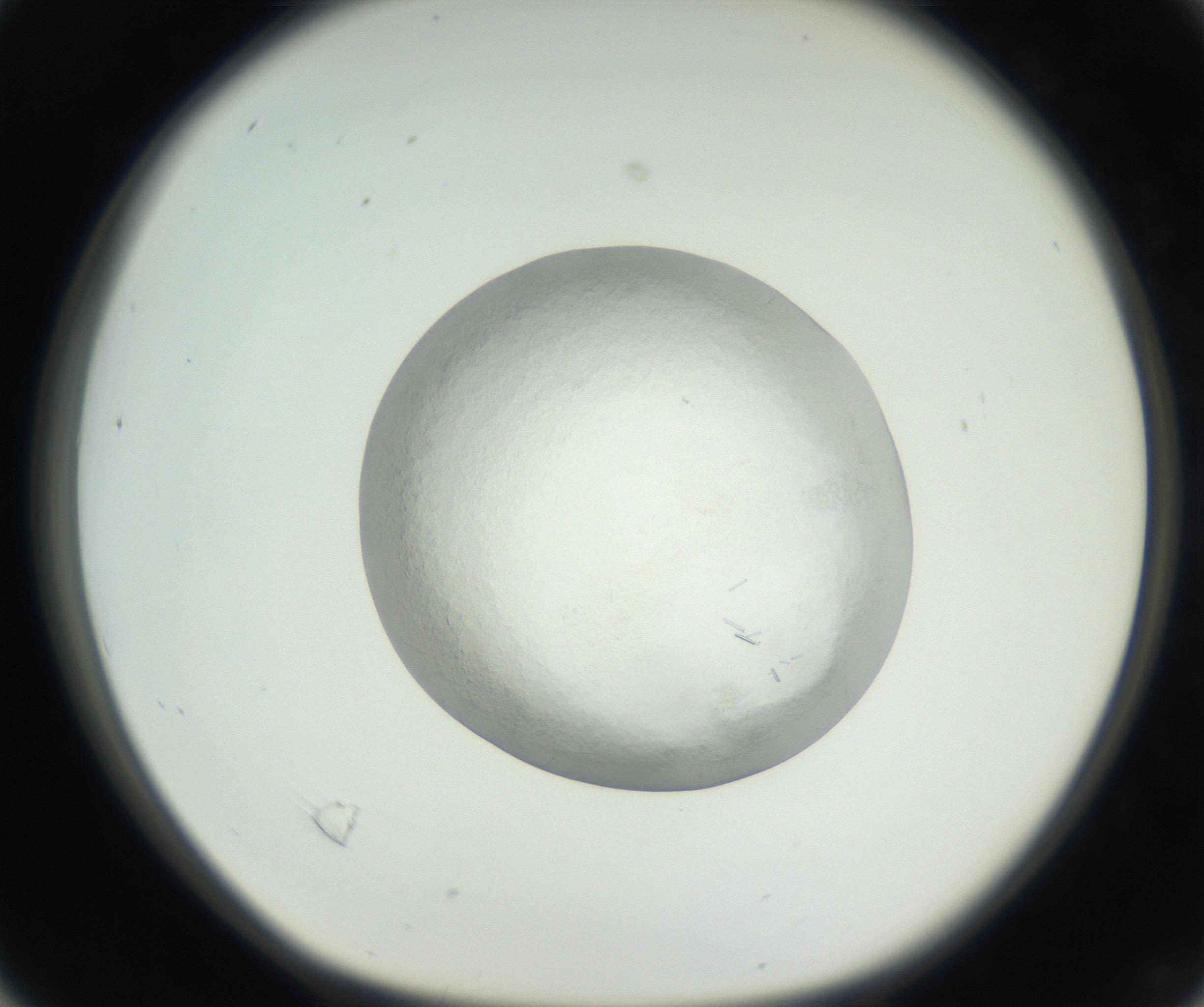 RI01_03_000_0212_Proj1_Clon1_MC_0000MC102631_002_160810_04_02_01_00_99_002_001_RAI.jpg
