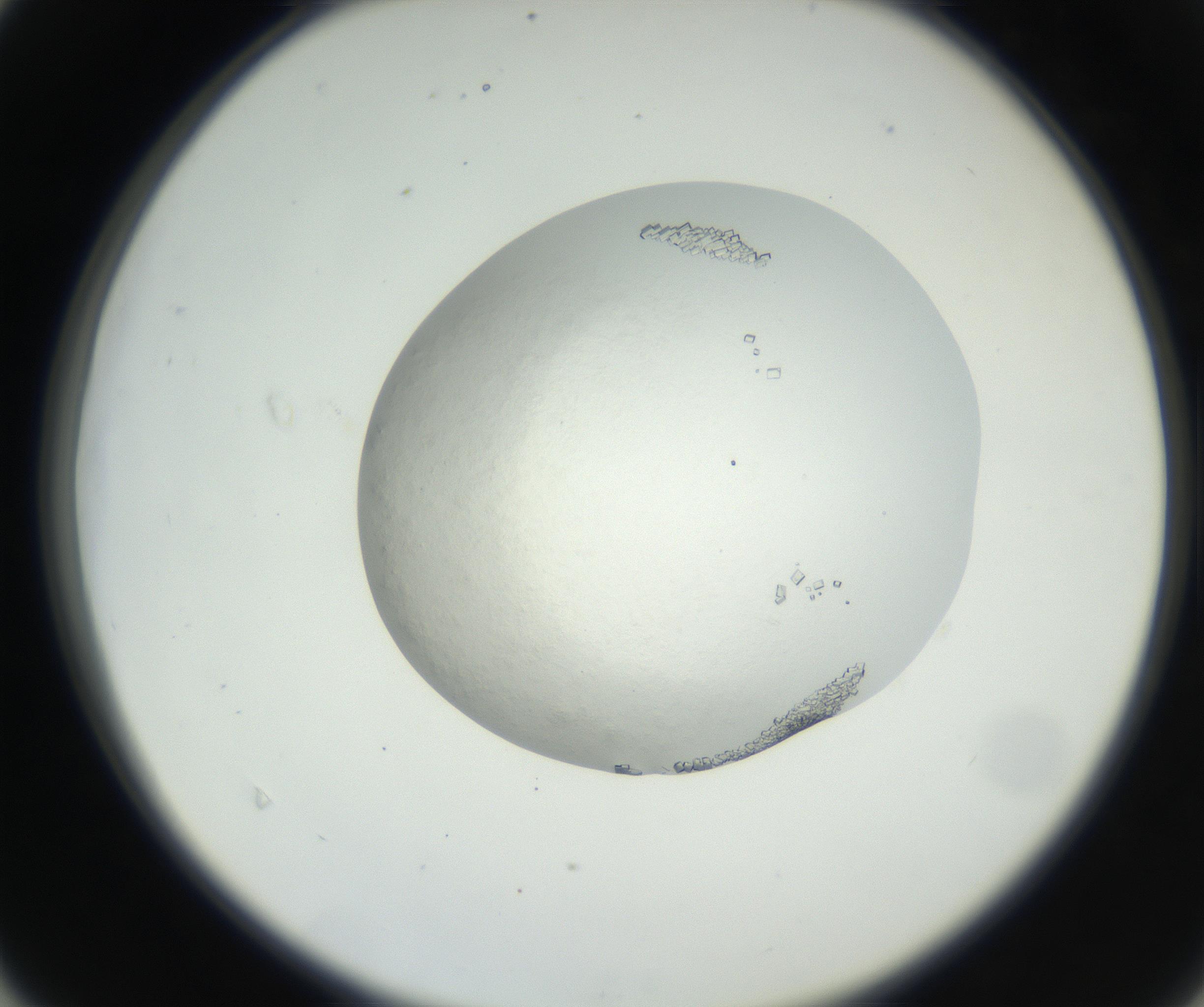 RI01_03_000_0212_Proj1_Clon1_MC_0000MC102631_002_160810_04_04_02_00_99_002_001_RAI.jpg