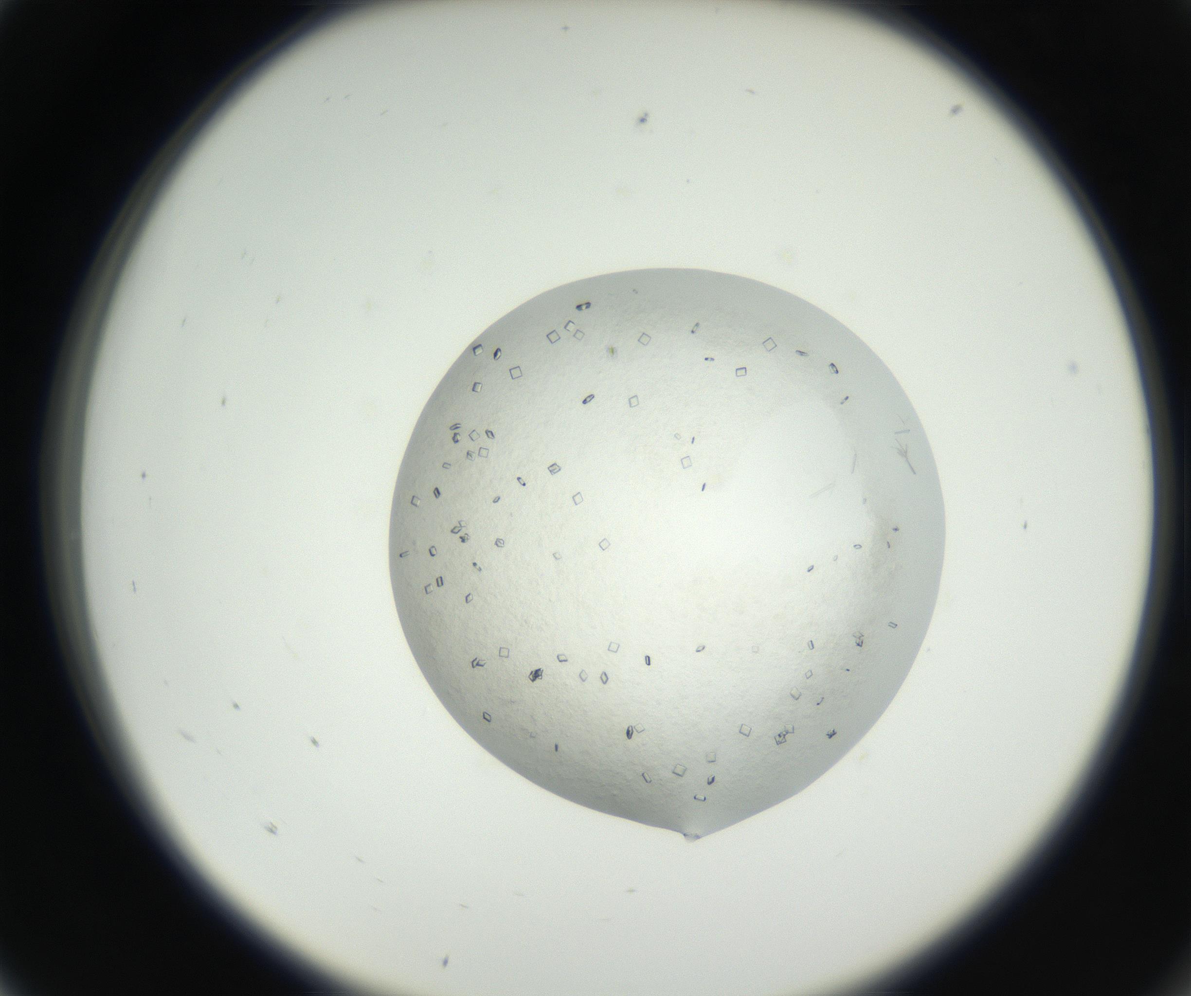 RI01_03_000_0212_Proj1_Clon1_MC_0000MC102631_002_160810_05_01_02_00_99_002_001_RAI.jpg