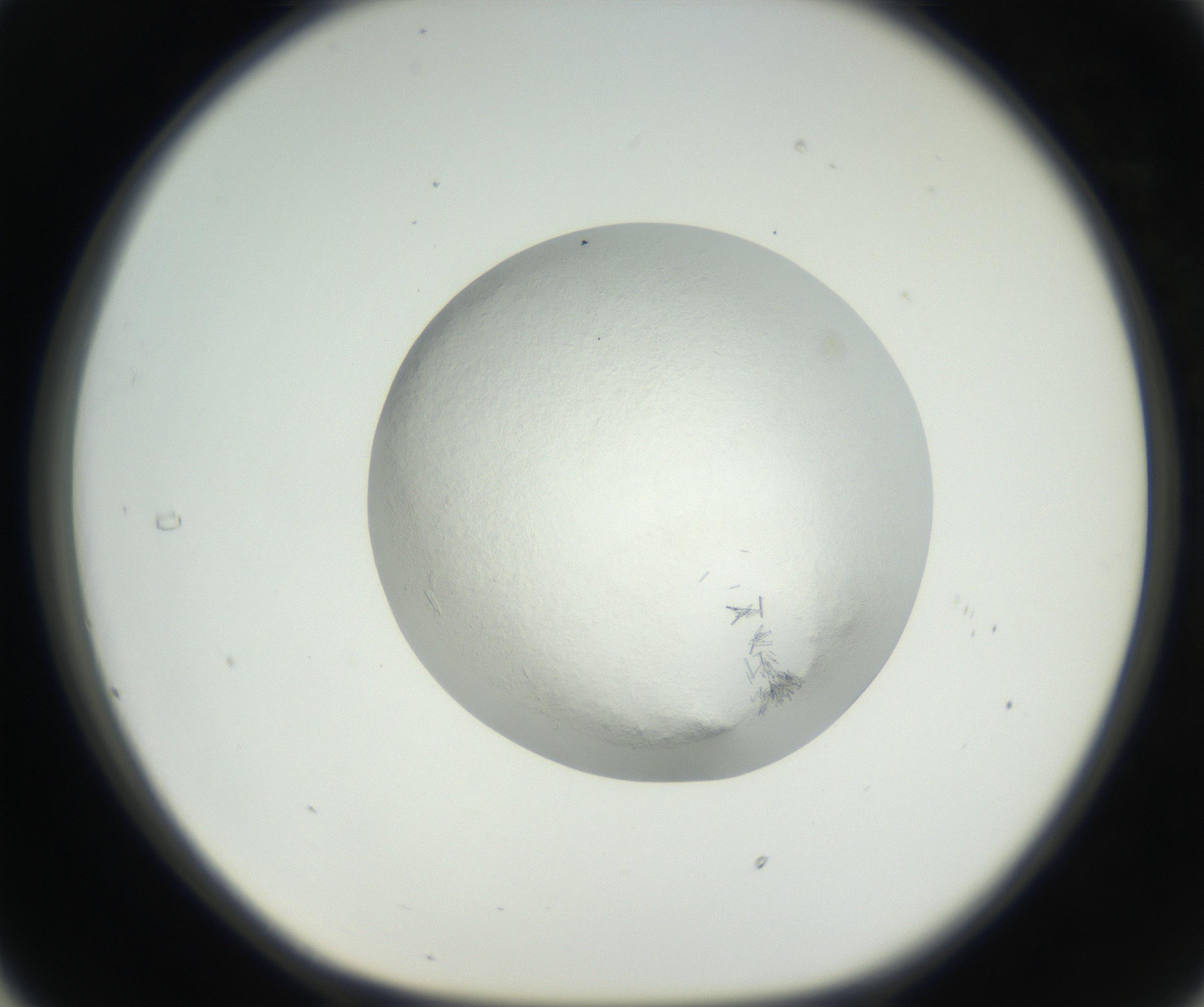 RI01_03_000_0212_Proj1_Clon1_MC_0000MC102631_002_160810_05_03_01_00_99_002_001_RAI.jpg