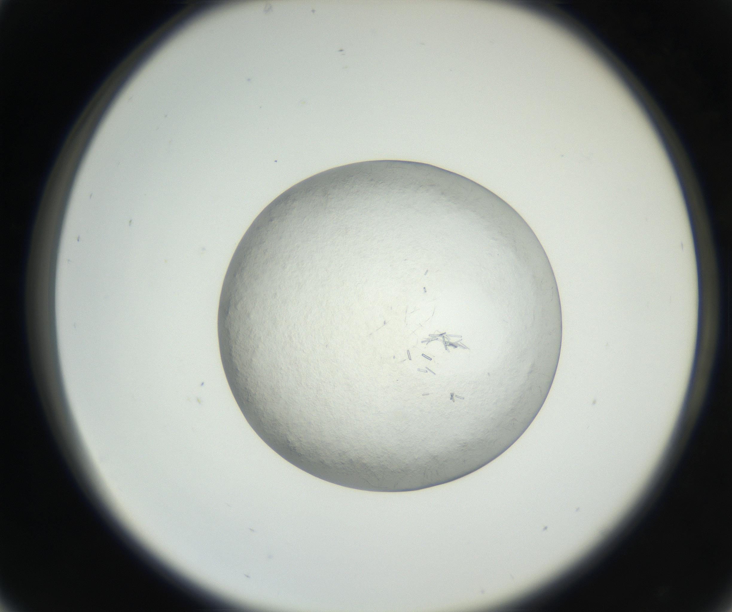 RI01_03_000_0212_Proj1_Clon1_MC_0000MC102631_002_160810_05_03_02_00_99_002_001_RAI.jpg