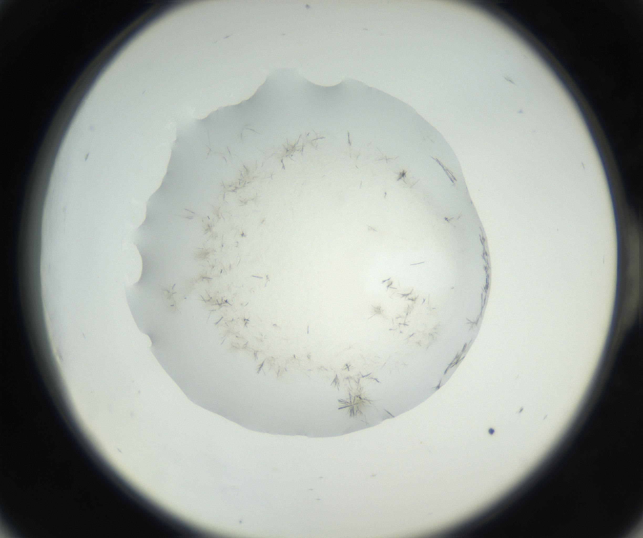 RI01_03_000_0212_Proj1_Clon1_MC_0000MC102631_002_160810_06_05_02_00_99_002_001_RAI.jpg