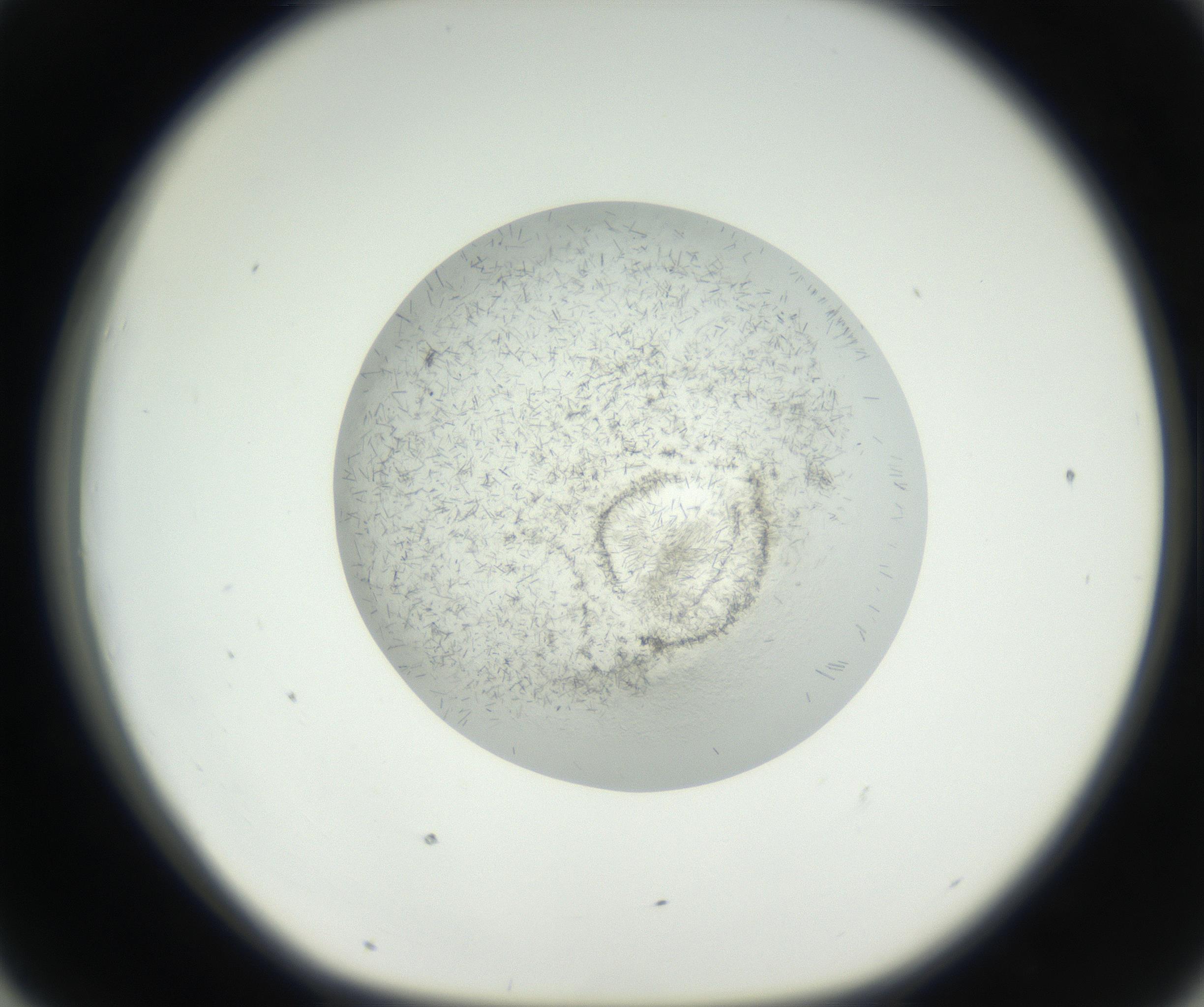 RI01_03_000_0212_Proj1_Clon1_MC_0000MC102631_002_160810_07_04_01_00_99_002_001_RAI.jpg