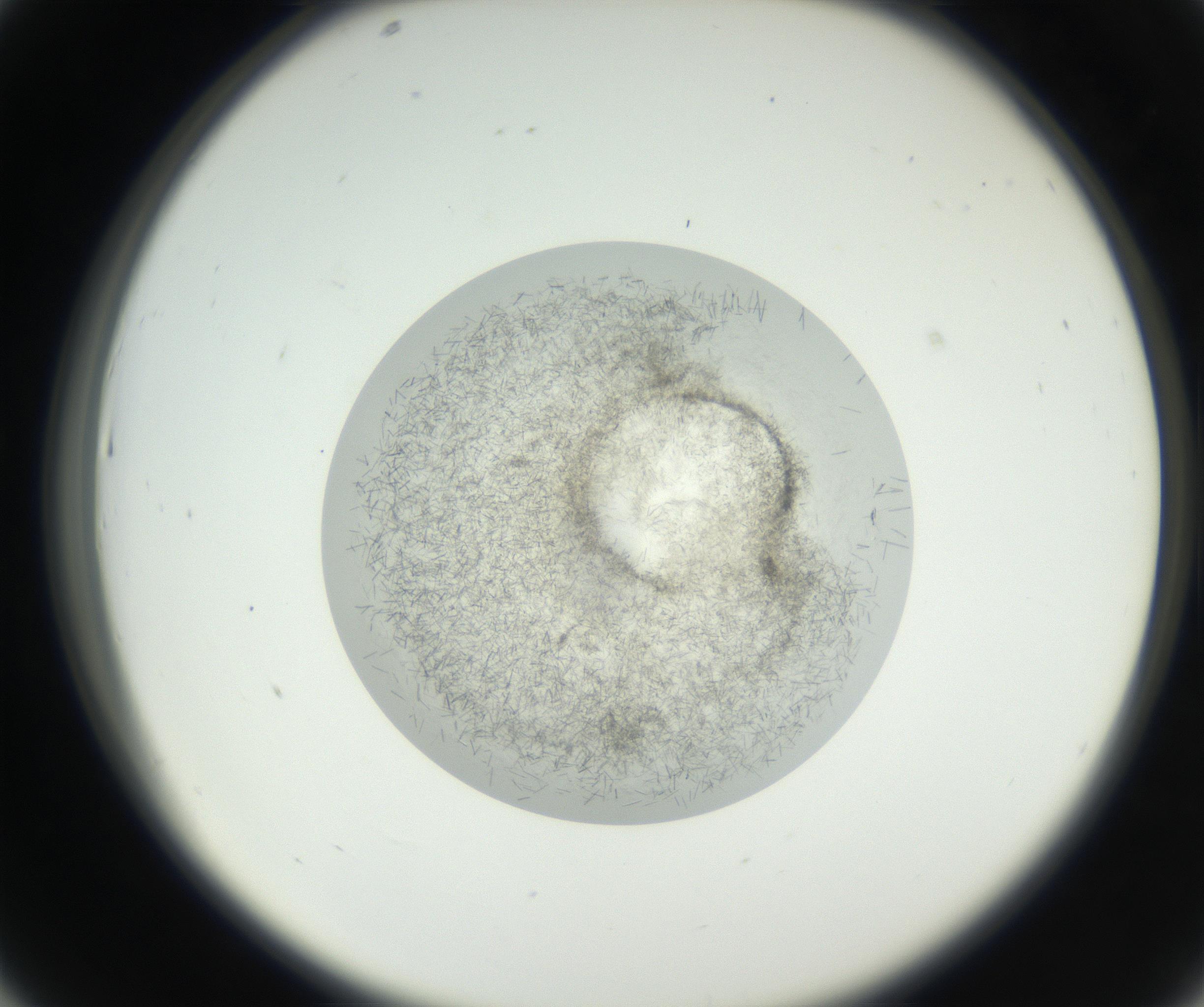 RI01_03_000_0212_Proj1_Clon1_MC_0000MC102631_002_160810_07_04_02_00_99_002_001_RAI.jpg