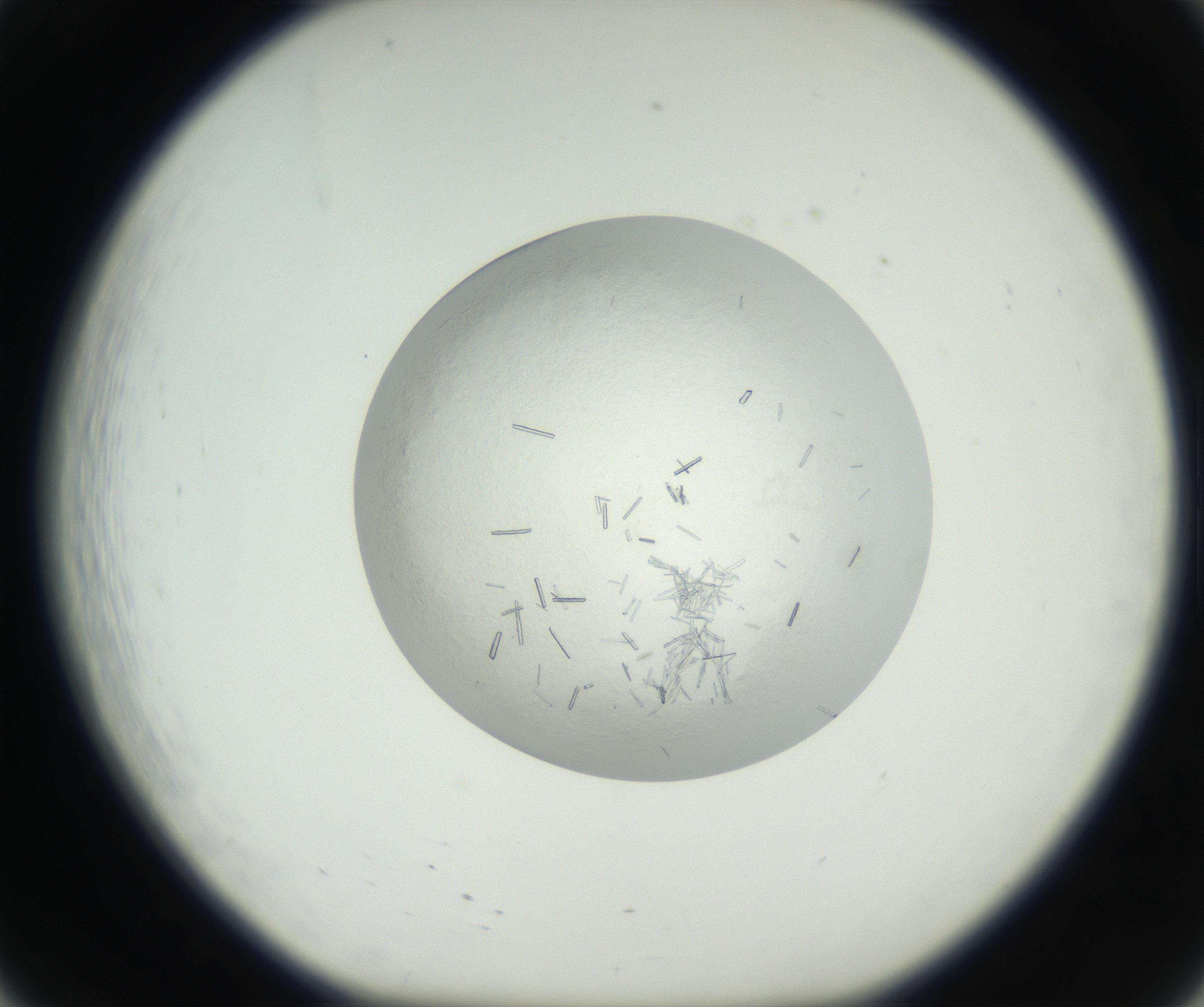 RI01_03_000_0212_Proj1_Clon1_MC_0000MC102631_002_160810_08_02_01_00_99_002_001_RAI.jpg