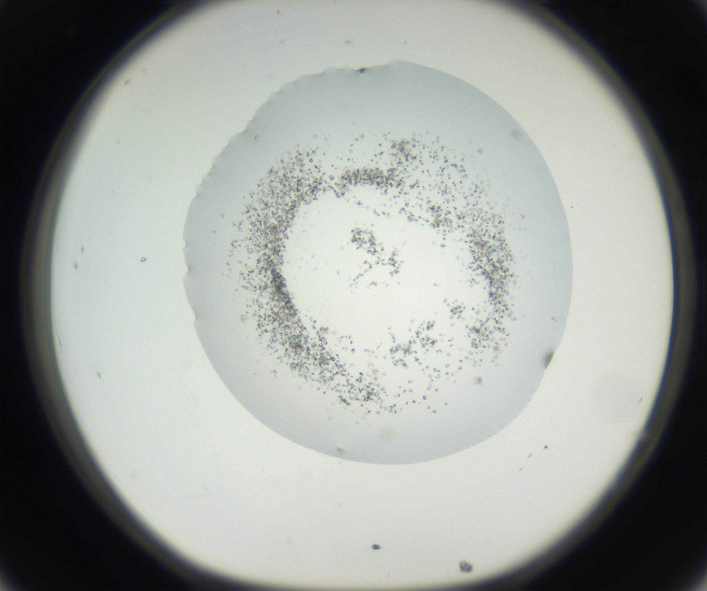 RI01_03_000_0212_Proj1_Clon1_MC_0000MC102631_002_160810_08_03_01_00_99_002_001_RAI.jpg