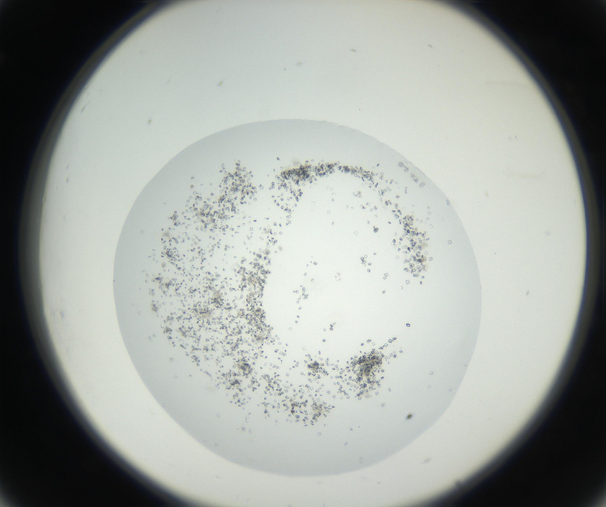 RI01_03_000_0212_Proj1_Clon1_MC_0000MC102631_002_160810_08_03_02_00_99_002_001_RAI.jpg