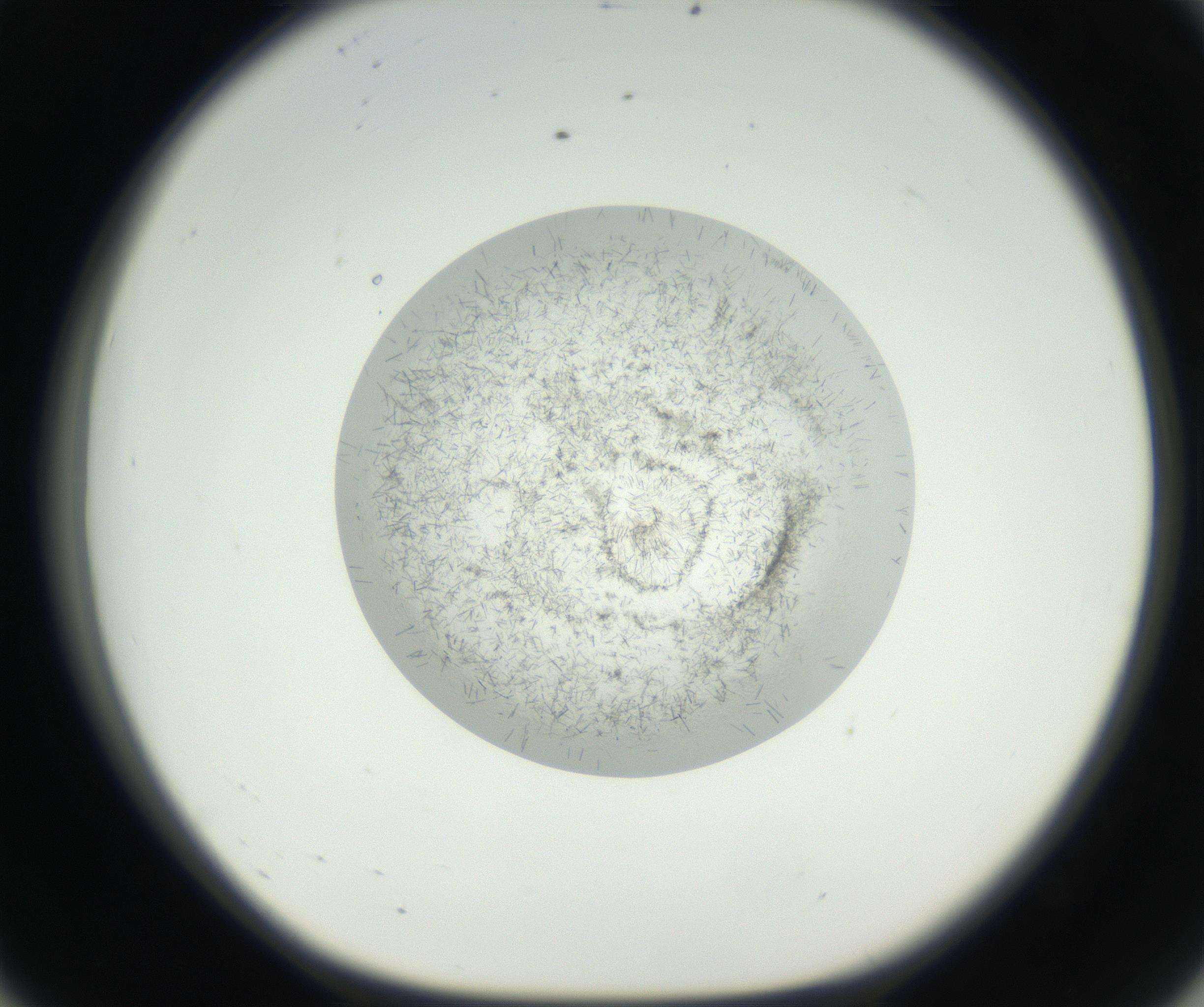 RI01_03_000_0212_Proj1_Clon1_MC_0000MC102631_002_160810_08_05_01_00_99_002_001_RAI.jpg
