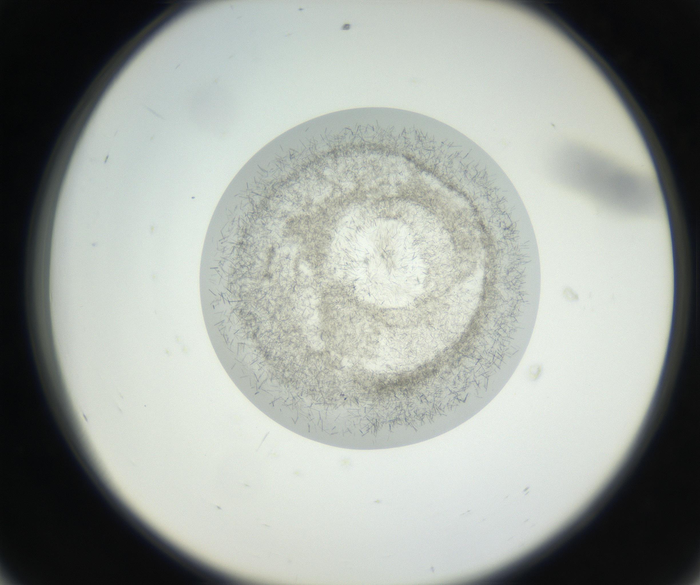 RI01_03_000_0212_Proj1_Clon1_MC_0000MC102631_002_160810_08_05_02_00_99_002_001_RAI.jpg