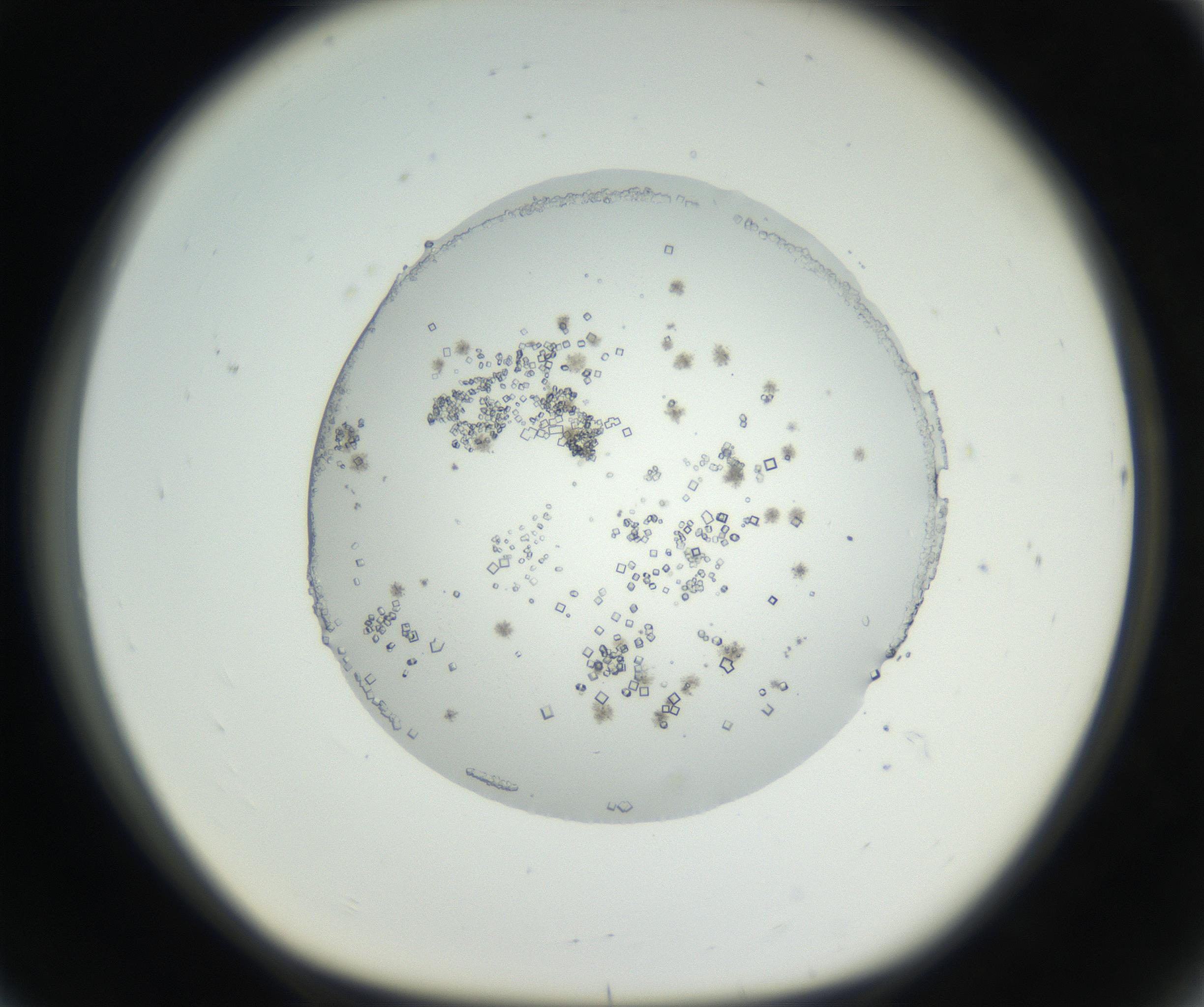 RI01_03_000_0212_Proj1_Clon1_MC_0000MC102631_002_160810_08_07_01_00_99_002_001_RAI.jpg