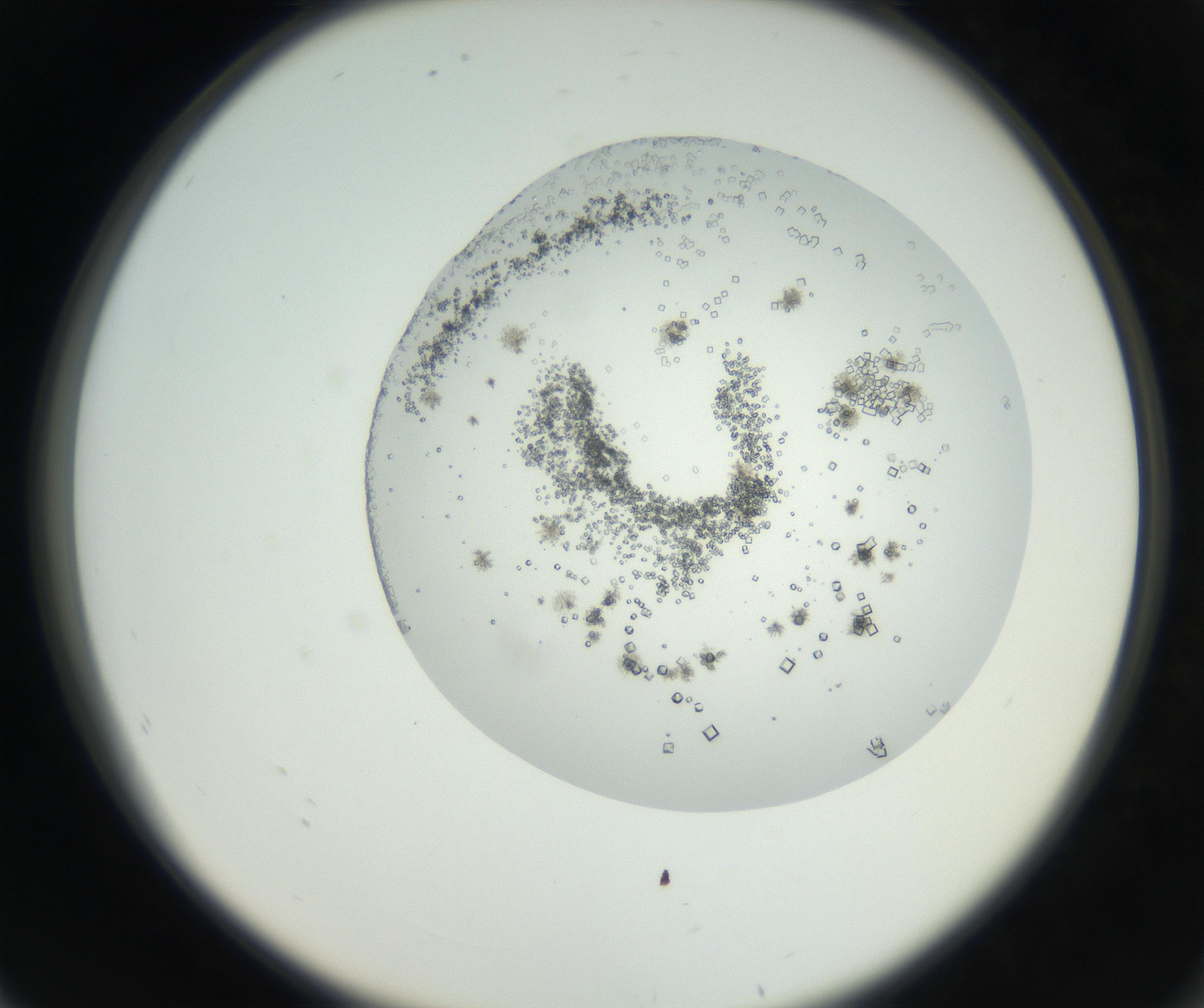 RI01_03_000_0212_Proj1_Clon1_MC_0000MC102631_002_160810_08_07_02_00_99_002_001_RAI.jpg