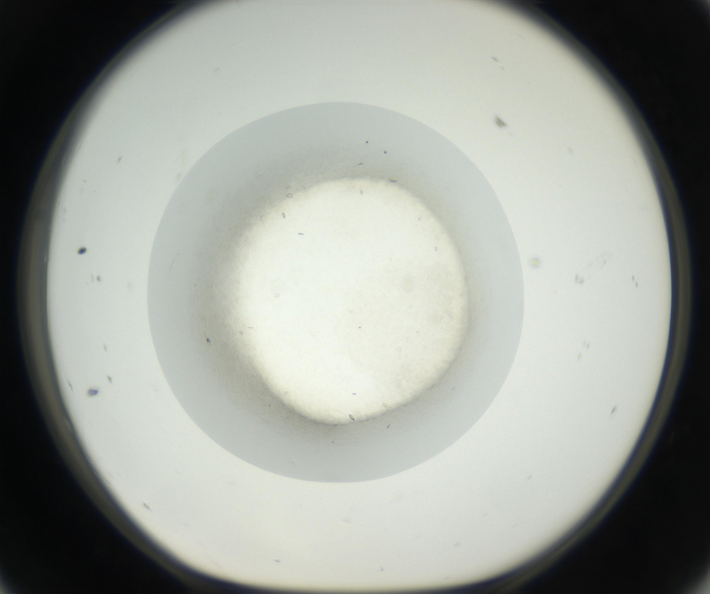 RI01_03_000_0212_Proj1_Clon1_MC_0000MC102631_002_160810_11_05_01_00_99_002_001_RAI.jpg