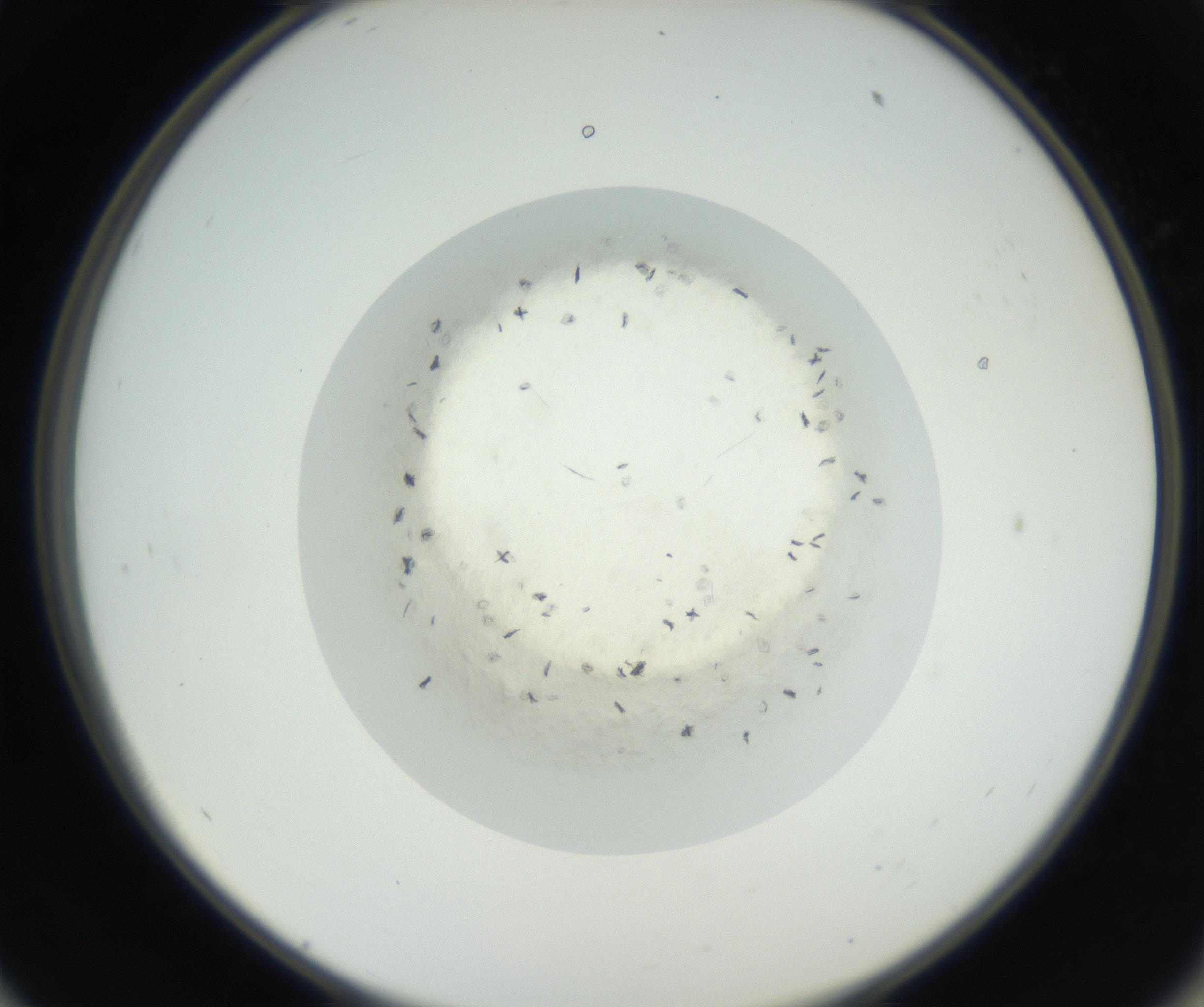 RI01_03_000_0212_Proj1_Clon1_MC_0000MC102631_002_160810_11_05_02_00_99_002_001_RAI.jpg