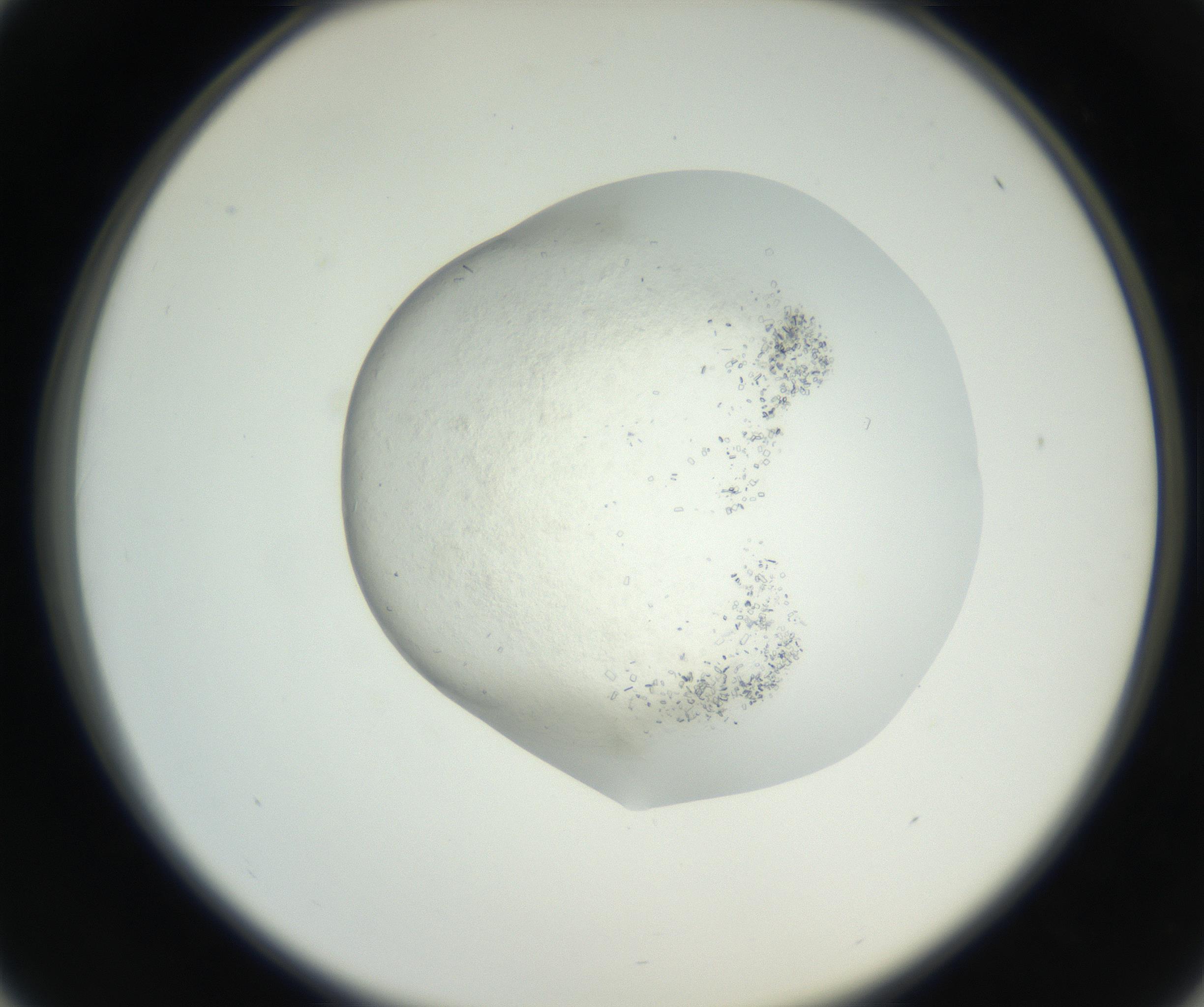 RI01_03_000_0212_Proj1_Clon1_MC_0000MC102631_003_160812_01_04_02_00_99_002_001_RAI.jpg
