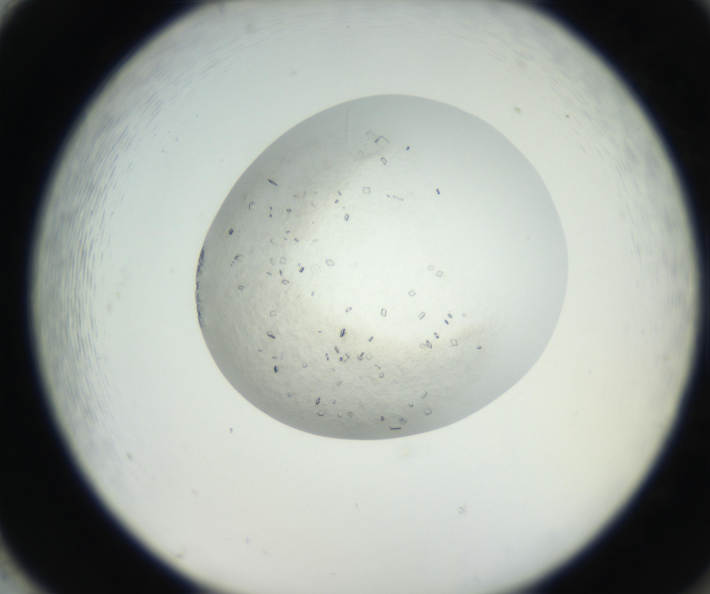 RI01_03_000_0212_Proj1_Clon1_MC_0000MC102631_003_160812_02_08_02_00_99_002_001_RAI.jpg