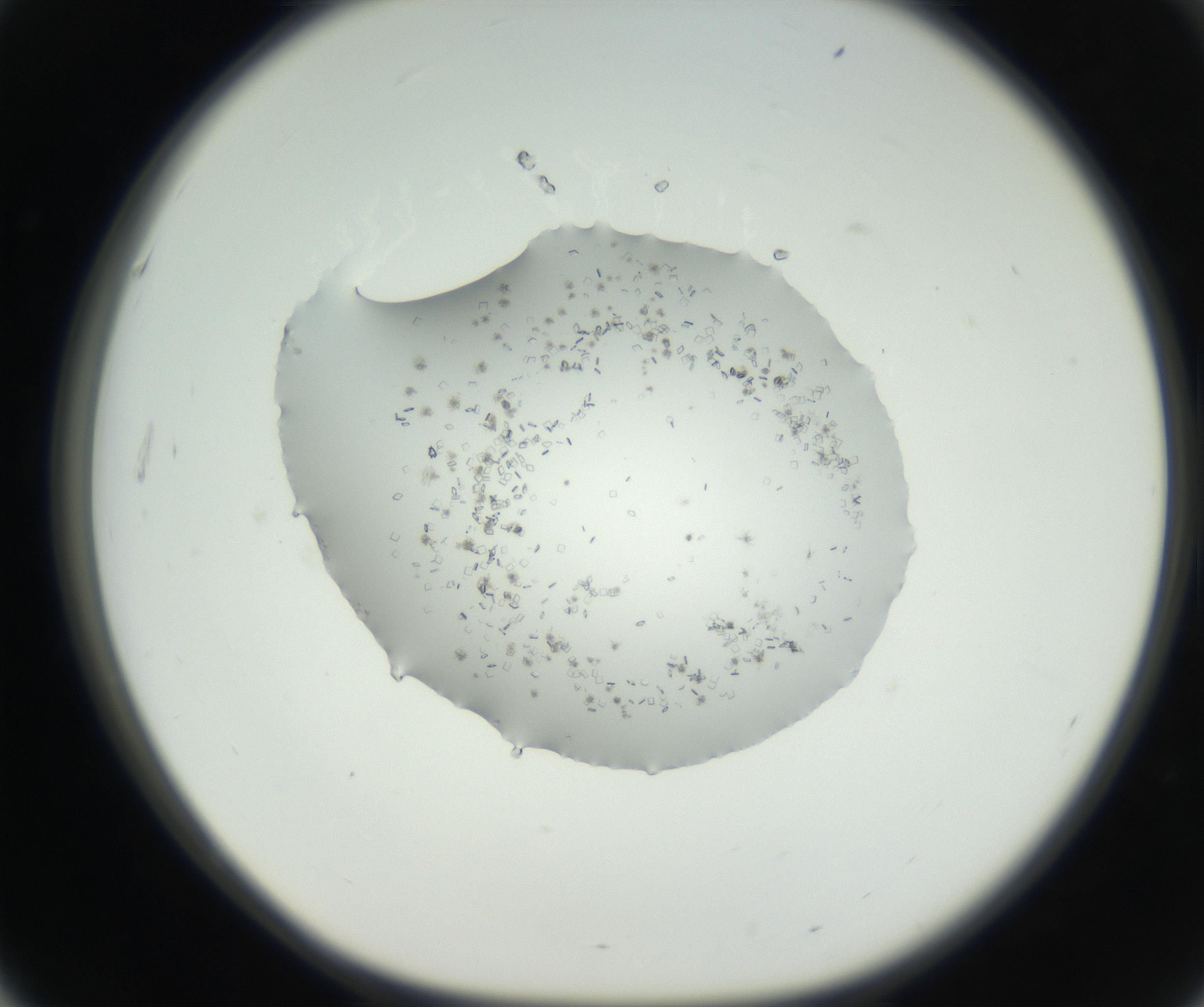 RI01_03_000_0212_Proj1_Clon1_MC_0000MC102631_003_160812_03_05_01_00_99_002_001_RAI.jpg