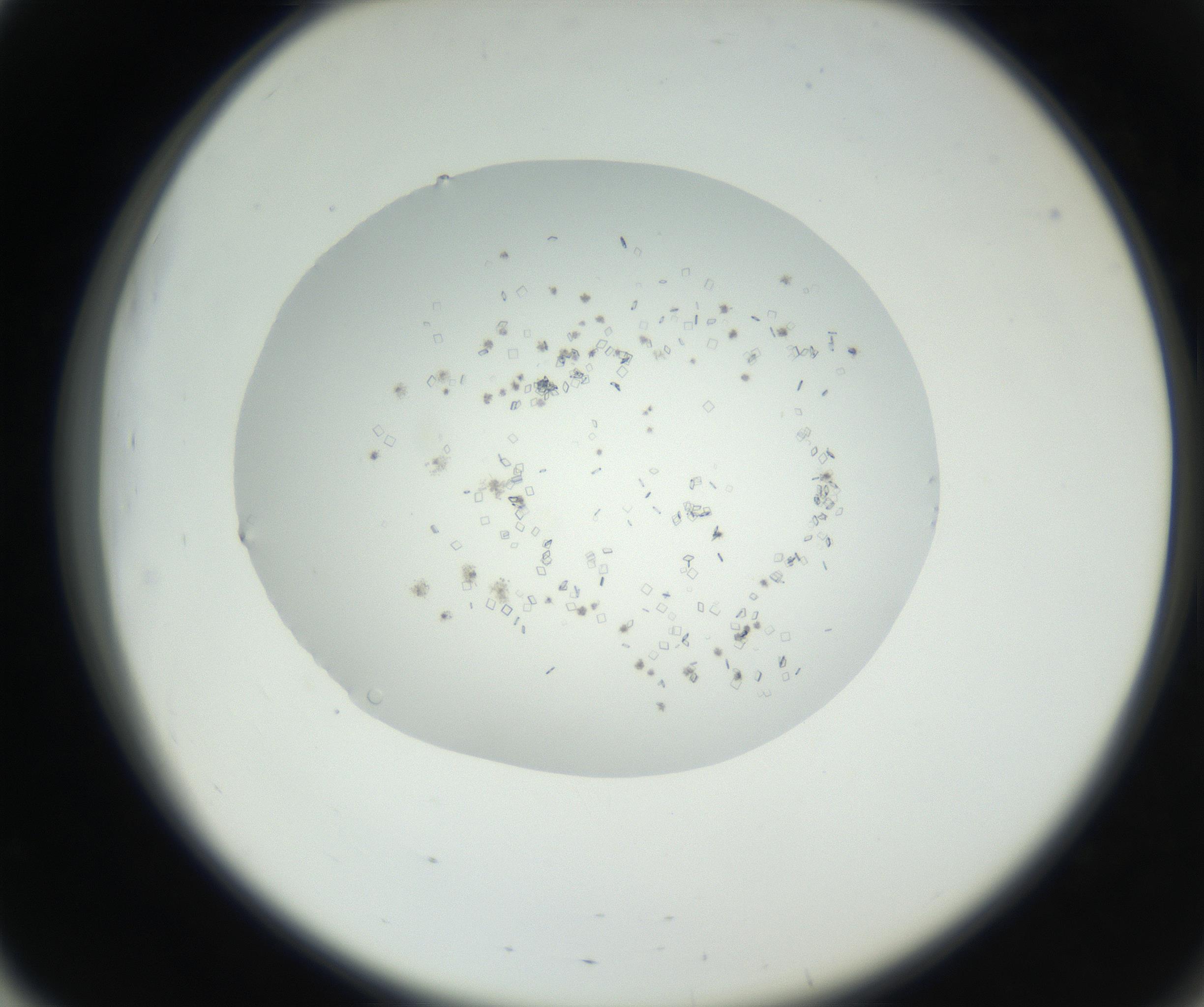 RI01_03_000_0212_Proj1_Clon1_MC_0000MC102631_003_160812_03_05_02_00_99_002_001_RAI.jpg