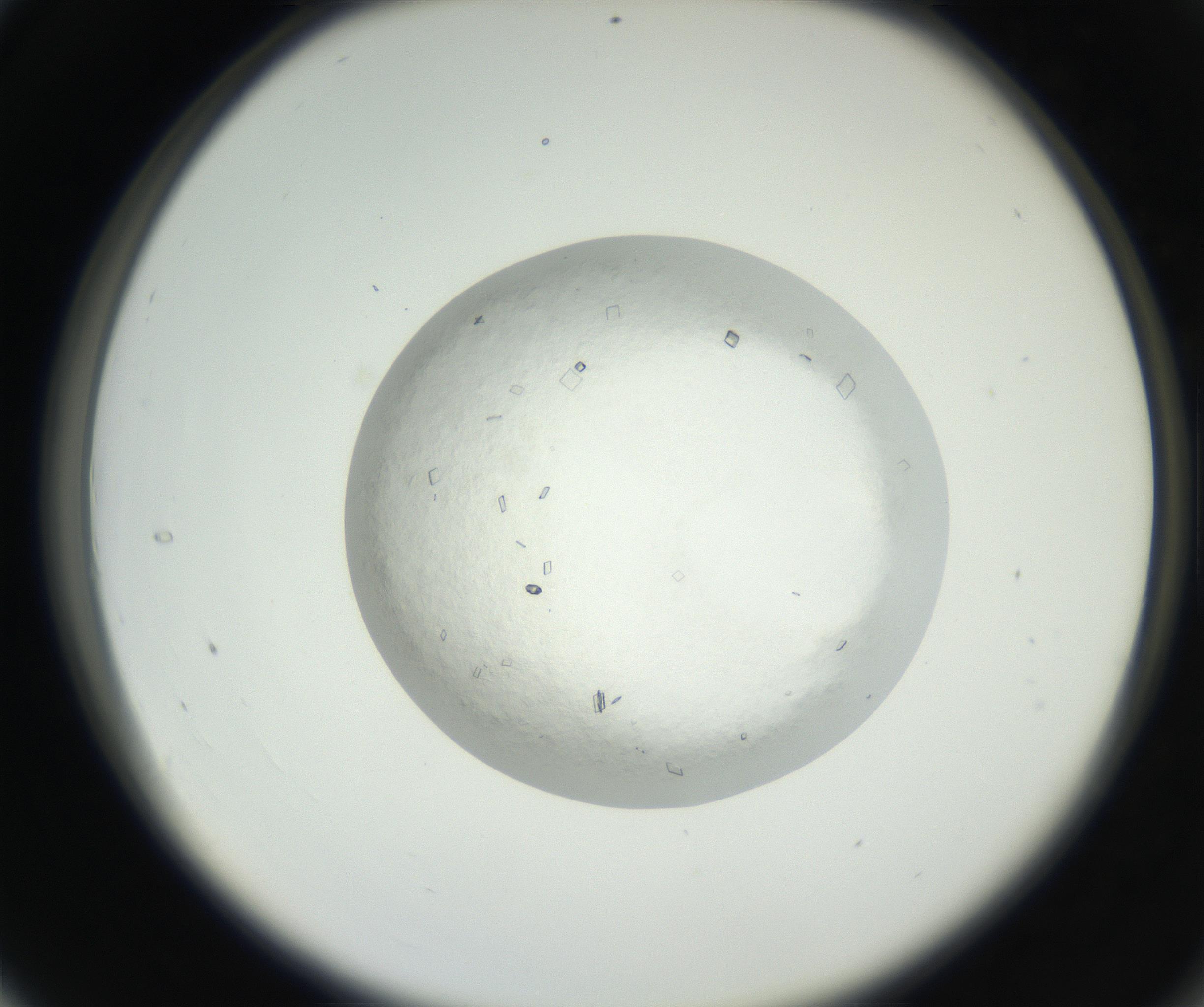 RI01_03_000_0212_Proj1_Clon1_MC_0000MC102631_003_160812_04_03_02_00_99_002_001_RAI.jpg