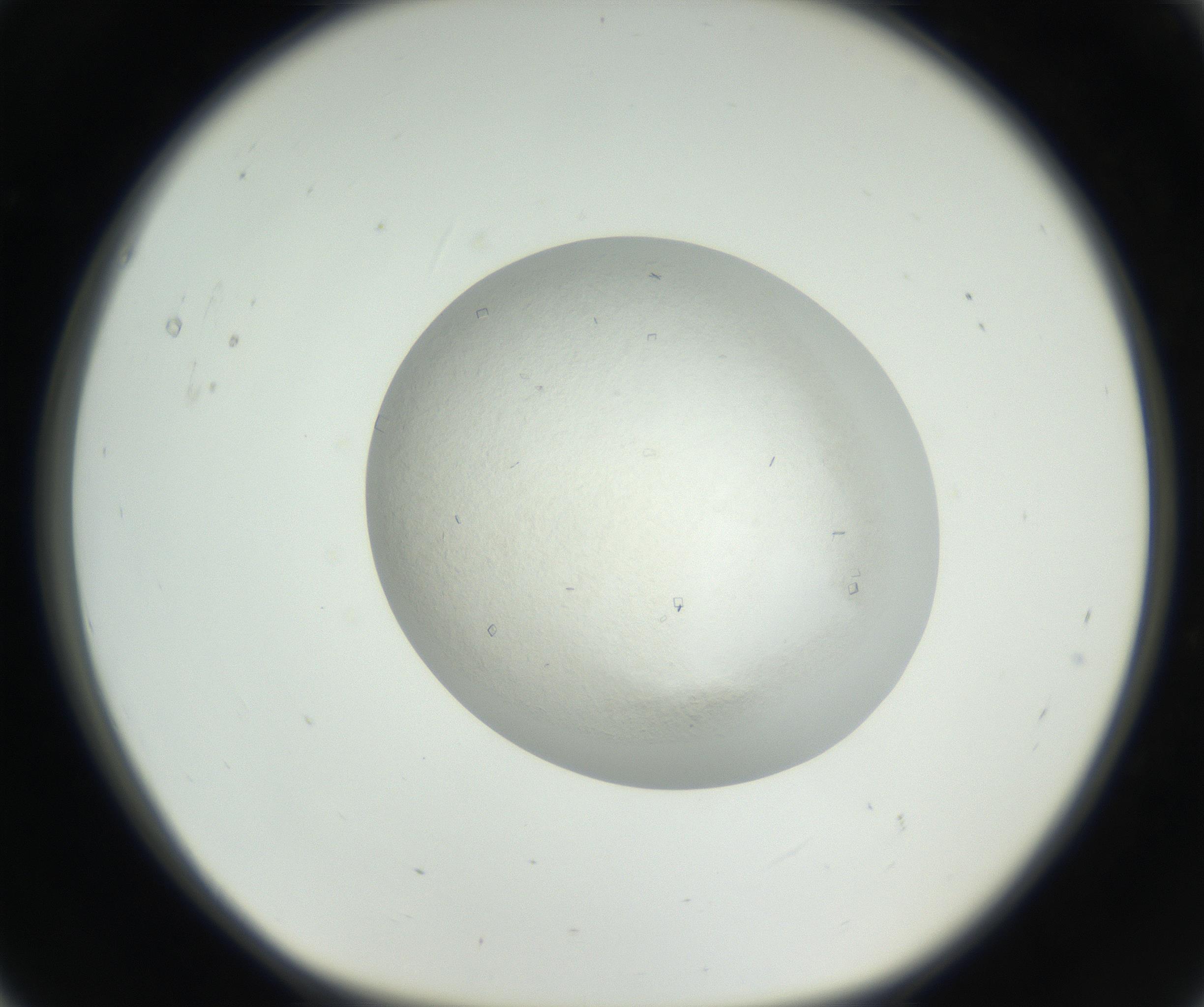 RI01_03_000_0212_Proj1_Clon1_MC_0000MC102631_003_160812_05_01_01_00_99_002_001_RAI.jpg