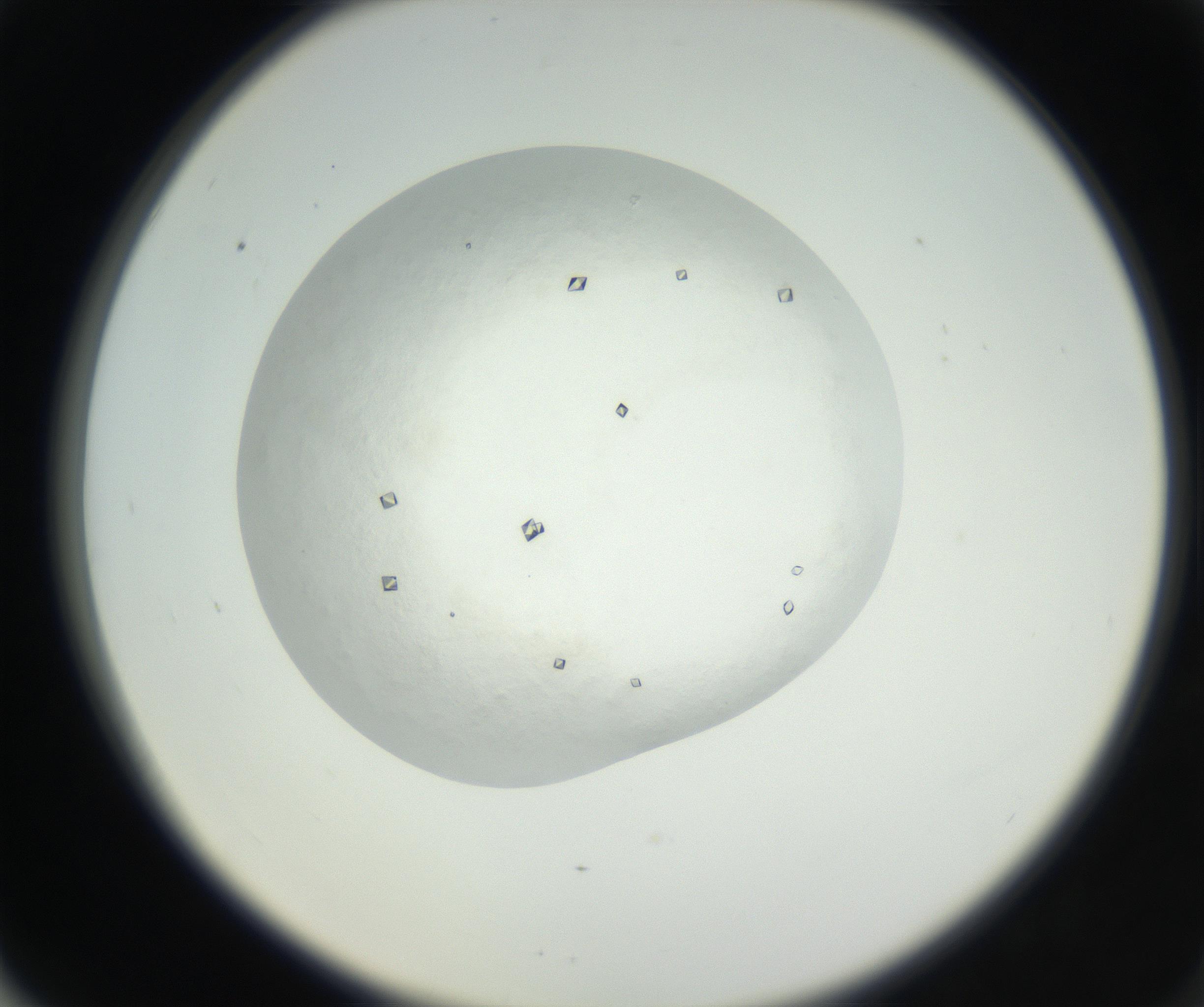 RI01_03_000_0212_Proj1_Clon1_MC_0000MC102631_003_160812_06_06_02_00_99_002_001_RAI.jpg