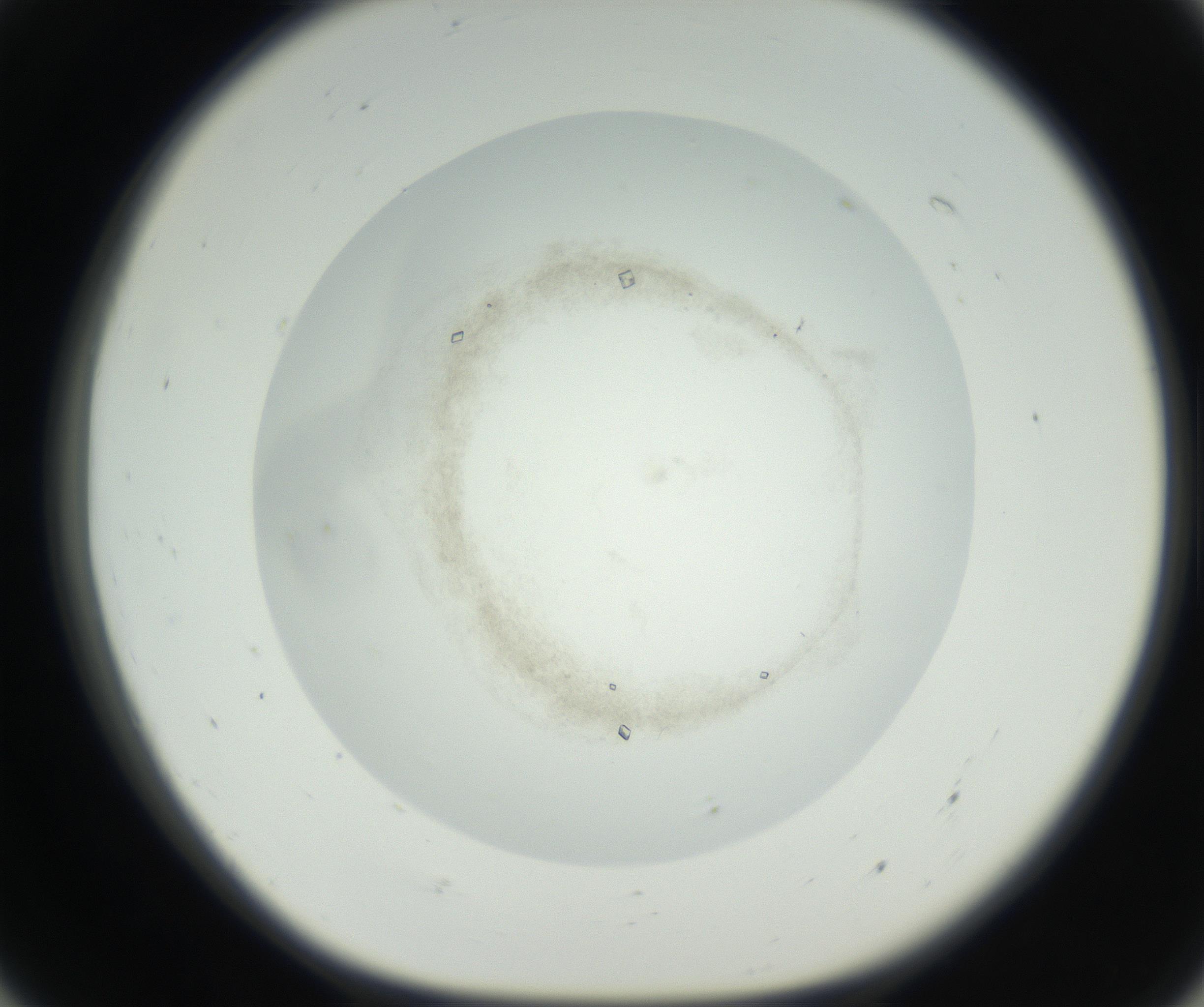 RI01_03_000_0212_Proj1_Clon1_MC_0000MC102631_003_160812_07_05_01_00_99_002_001_RAI.jpg