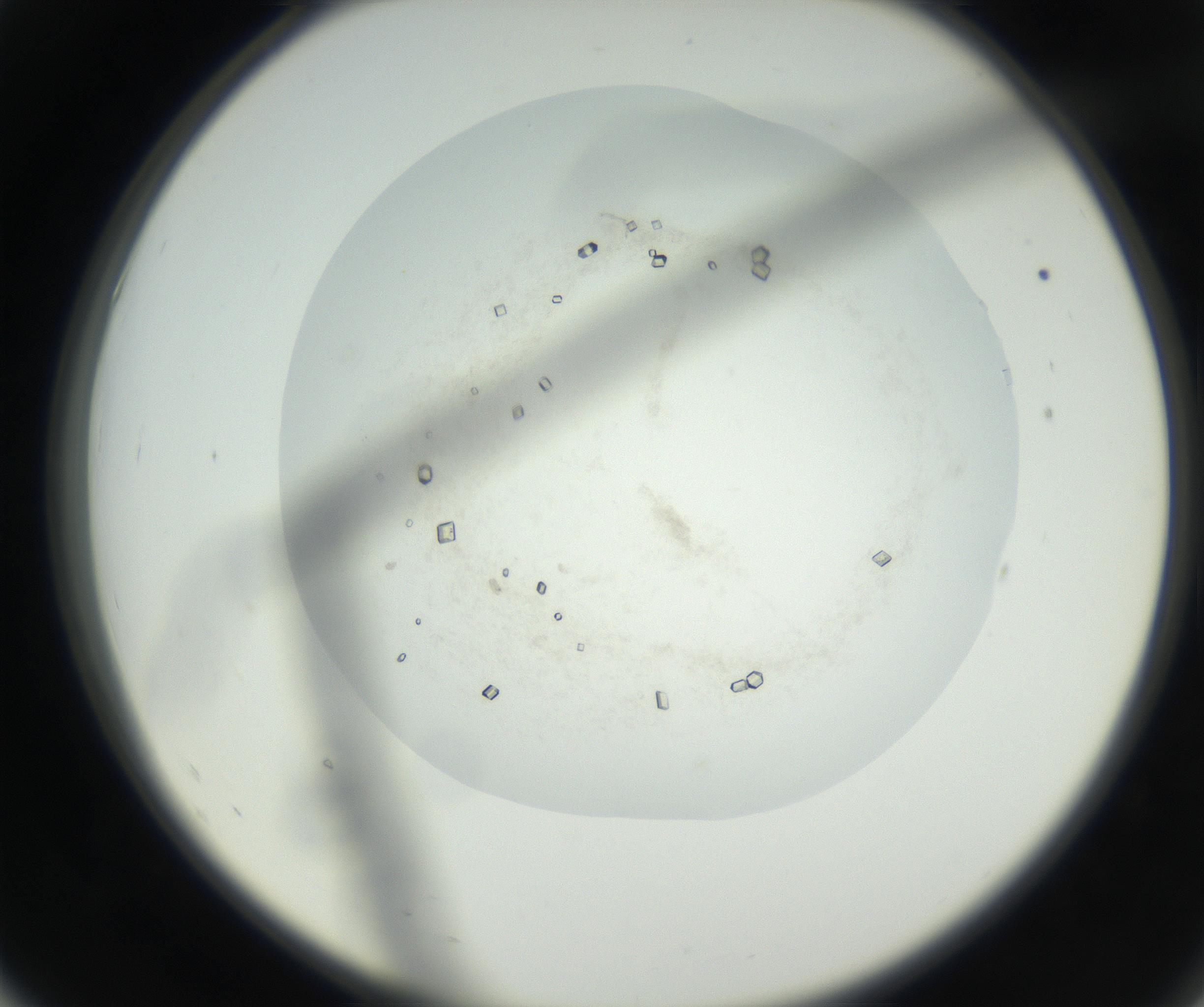 RI01_03_000_0212_Proj1_Clon1_MC_0000MC102631_003_160812_07_05_02_00_99_002_001_RAI.jpg