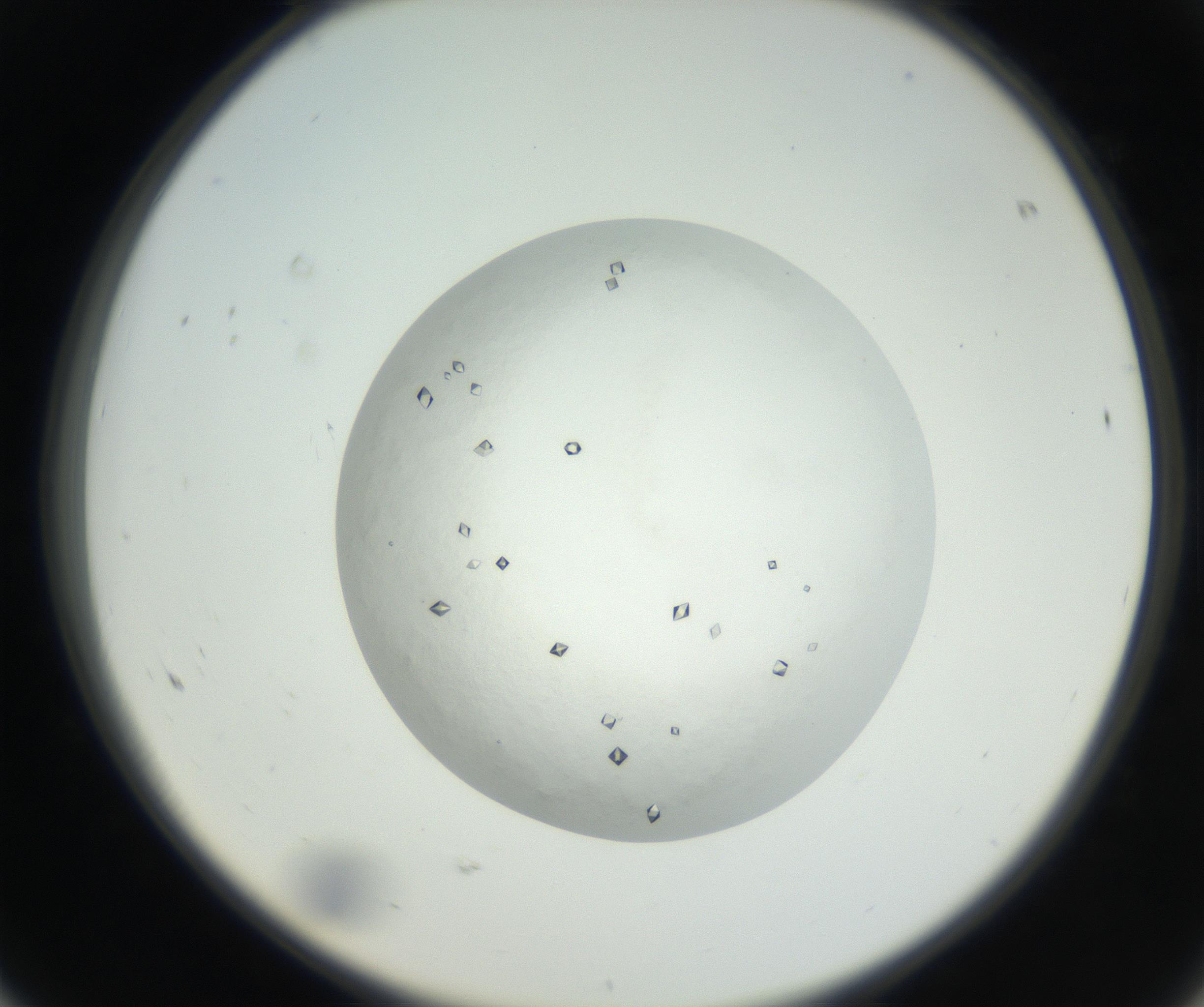 RI01_03_000_0212_Proj1_Clon1_MC_0000MC102631_003_160812_08_06_02_00_99_002_001_RAI.jpg