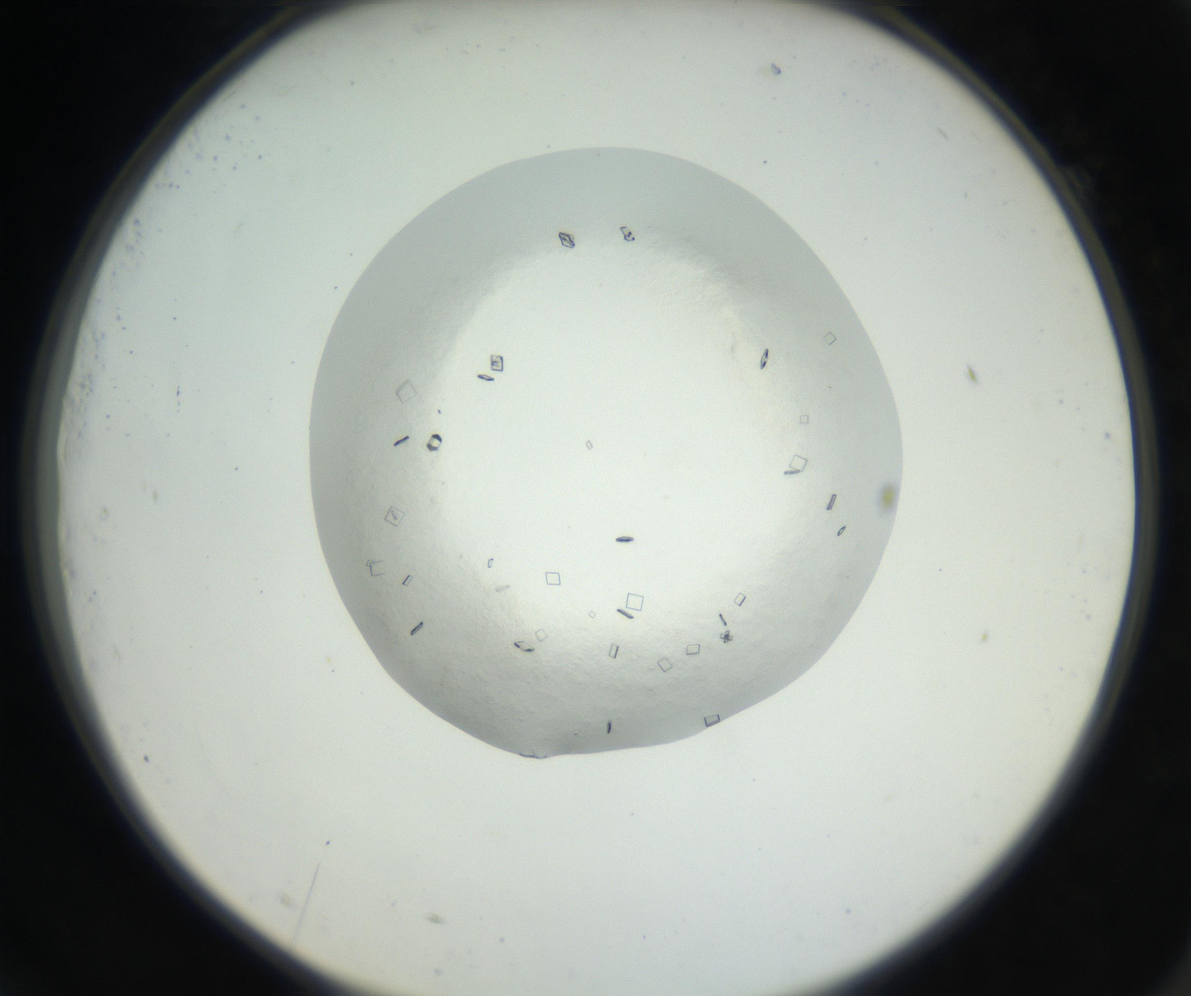 RI01_03_000_0212_Proj1_Clon1_MC_0000MC102631_003_160812_09_07_02_00_99_002_001_RAI.jpg
