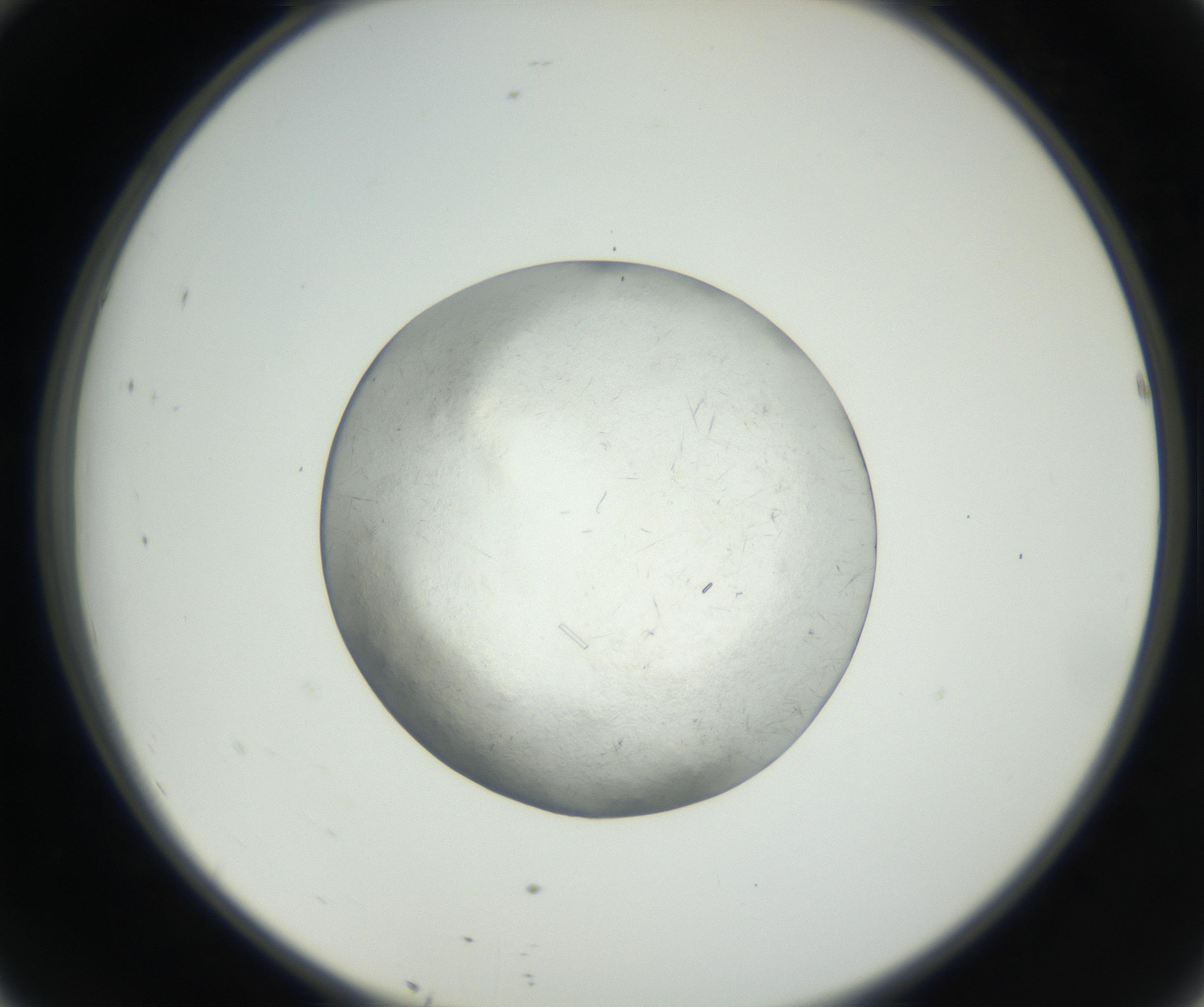 RI01_03_000_0212_Proj1_Clon1_MC_0000MC102631_003_160812_10_04_02_00_99_002_001_RAI.jpg