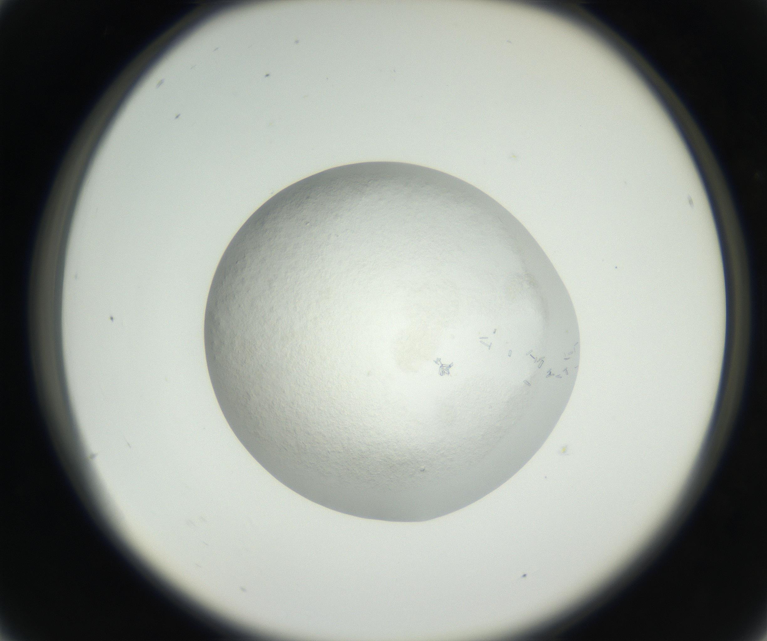 RI01_03_000_0212_Proj1_Clon1_MC_0000MC102631_004_160814_04_02_02_00_99_002_001_RAI.jpg