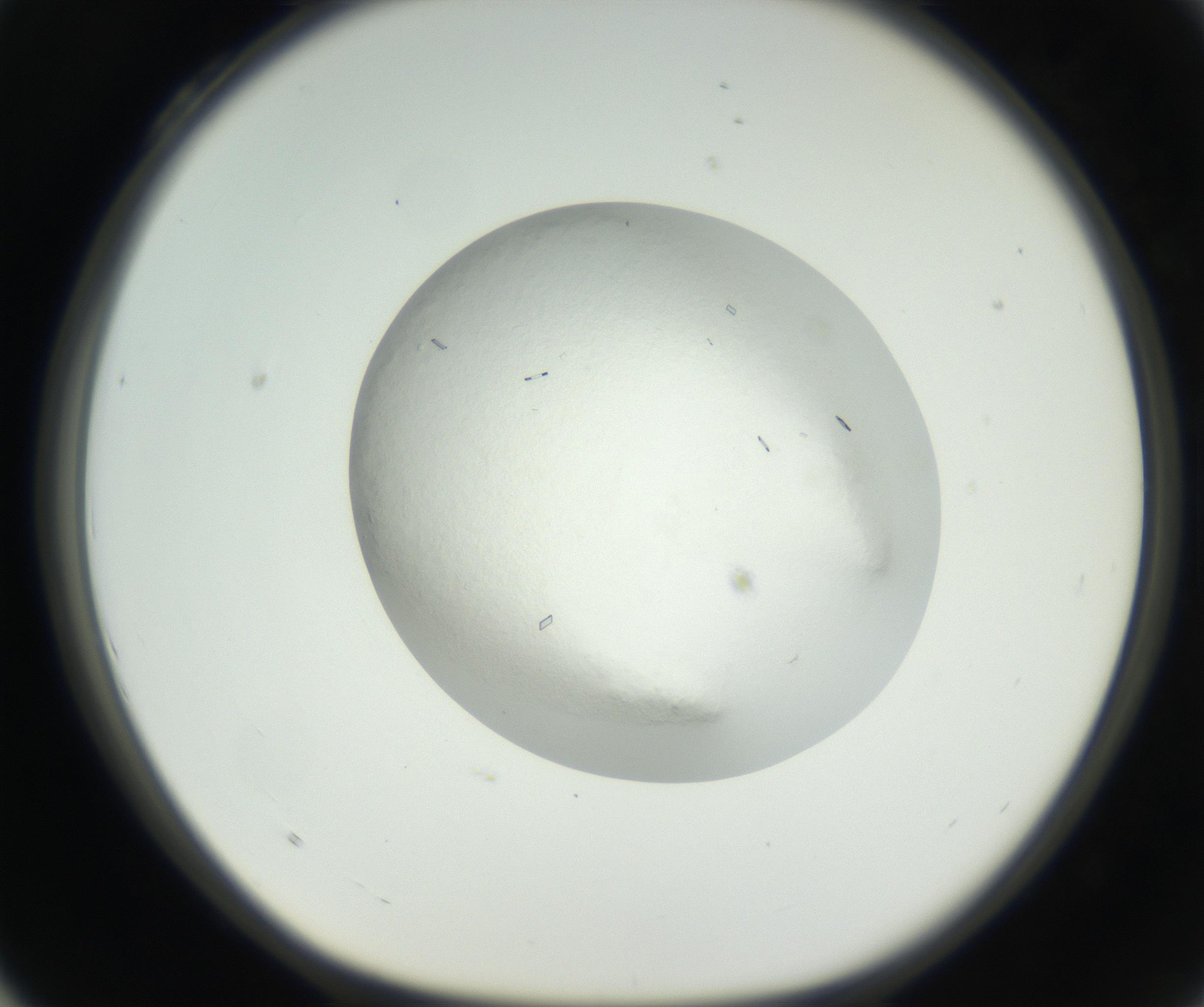 RI01_03_000_0212_Proj1_Clon1_MC_0000MC102631_004_160814_04_03_01_00_99_002_001_RAI.jpg