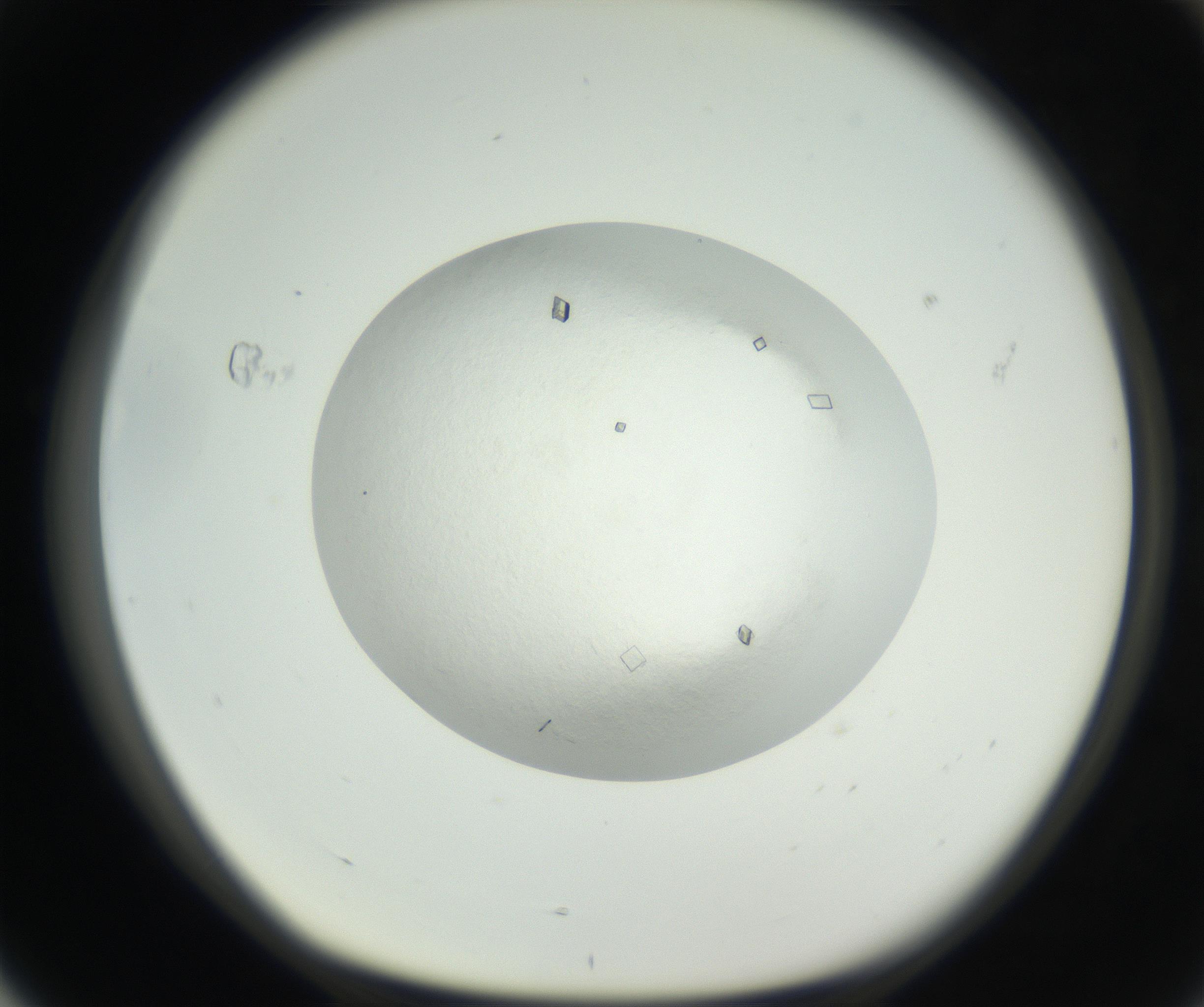 RI01_03_000_0212_Proj1_Clon1_MC_0000MC102631_004_160814_04_07_01_00_99_002_001_RAI.jpg
