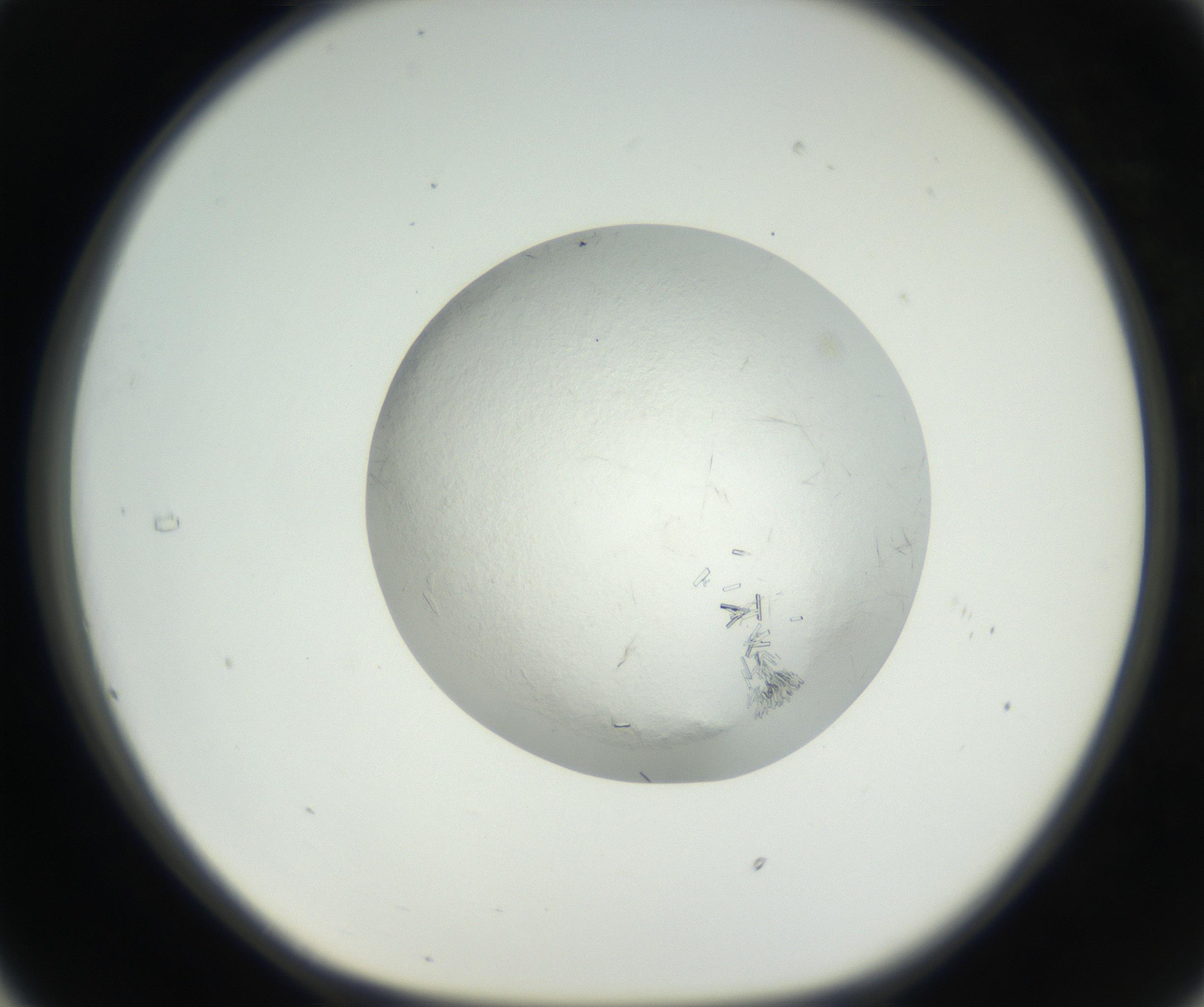 RI01_03_000_0212_Proj1_Clon1_MC_0000MC102631_004_160814_05_03_01_00_99_002_001_RAI.jpg