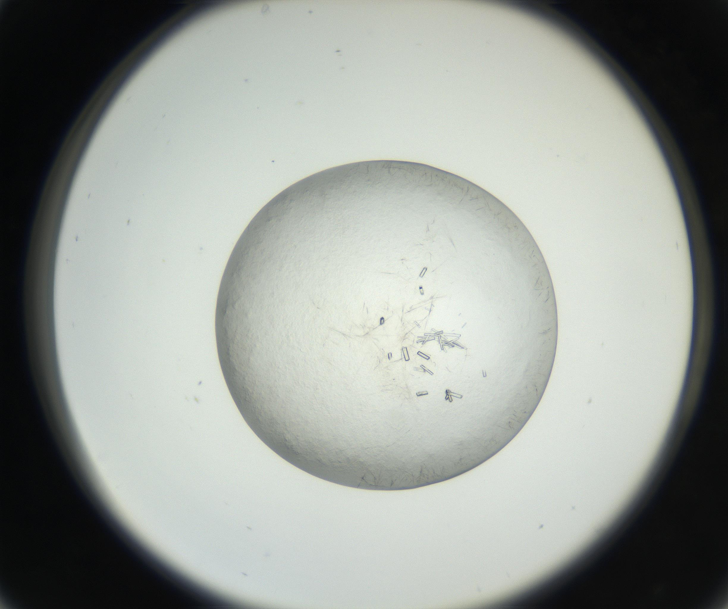RI01_03_000_0212_Proj1_Clon1_MC_0000MC102631_004_160814_05_03_02_00_99_002_001_RAI.jpg