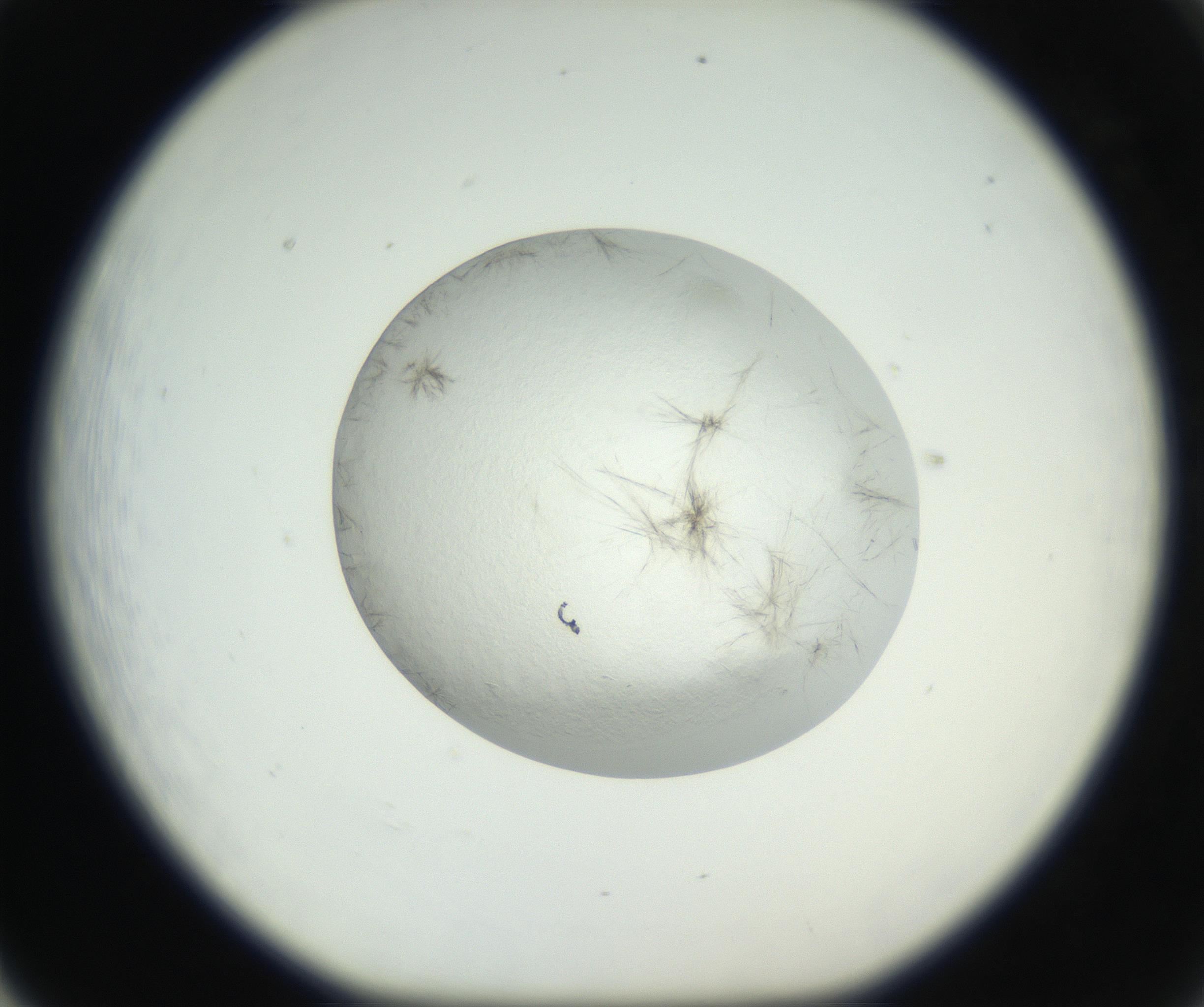 RI01_03_000_0212_Proj1_Clon1_MC_0000MC102631_004_160814_05_06_01_00_99_002_001_RAI.jpg