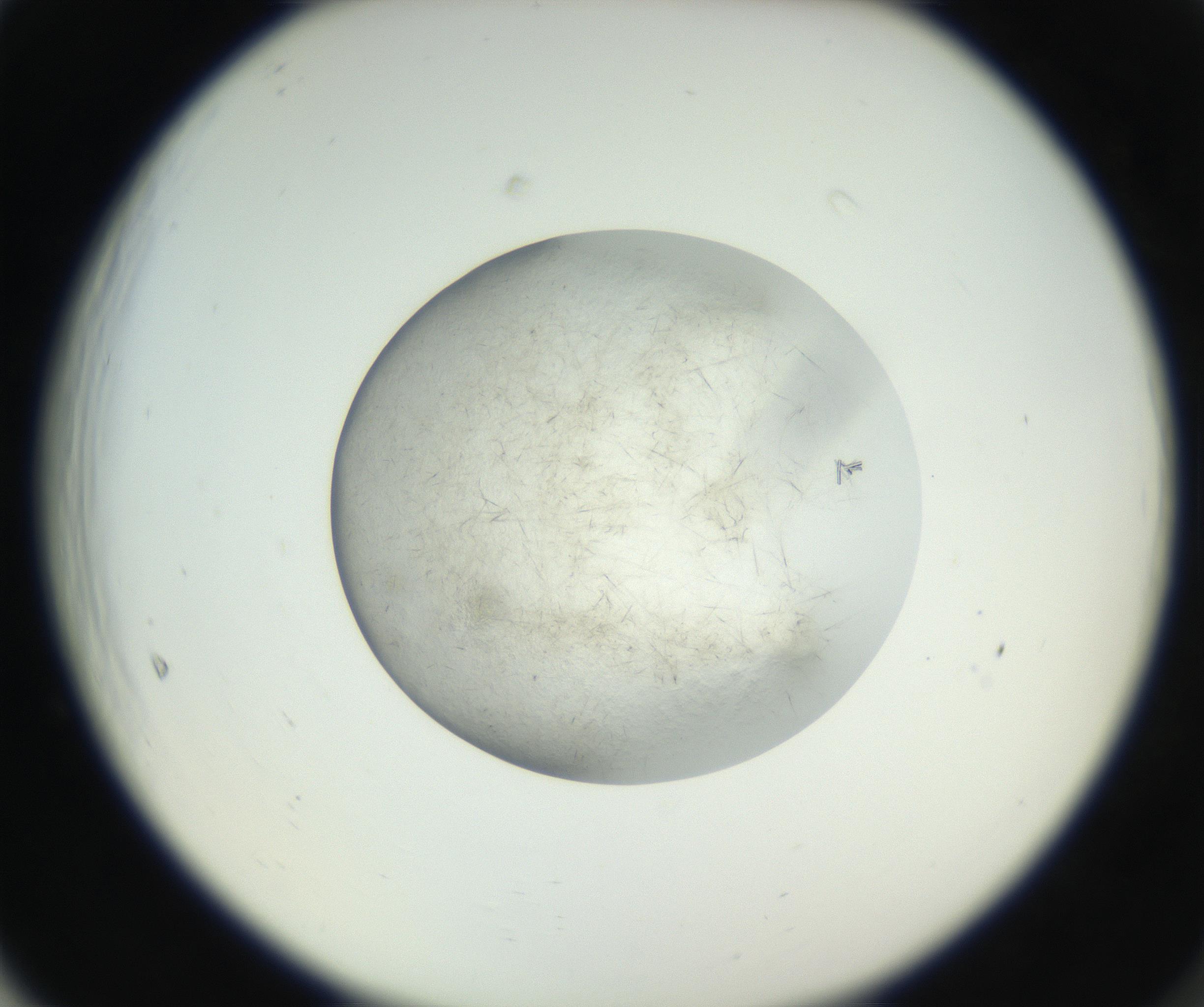 RI01_03_000_0212_Proj1_Clon1_MC_0000MC102631_004_160814_05_06_02_00_99_002_001_RAI.jpg