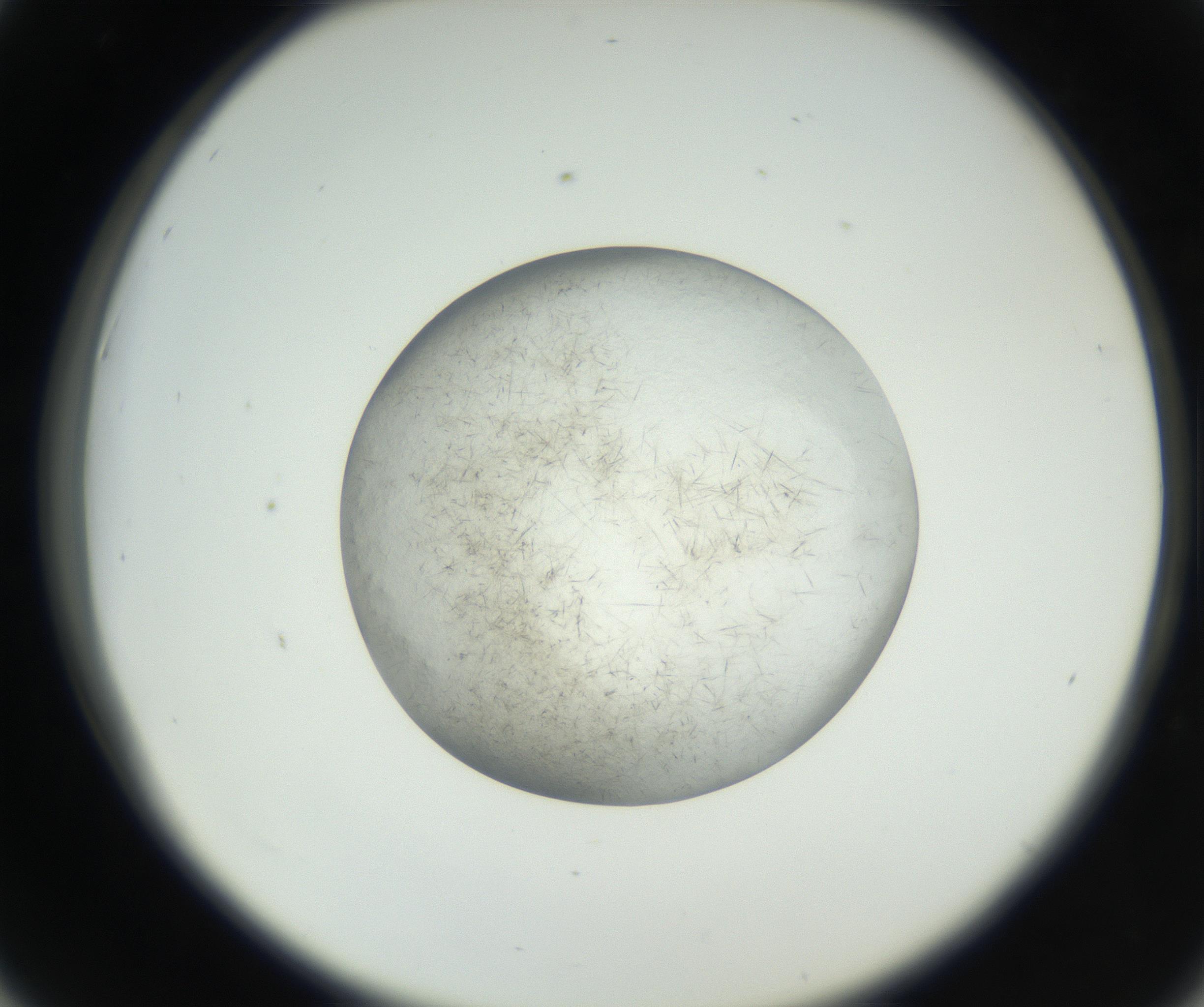 RI01_03_000_0212_Proj1_Clon1_MC_0000MC102631_004_160814_06_04_02_00_99_002_001_RAI.jpg