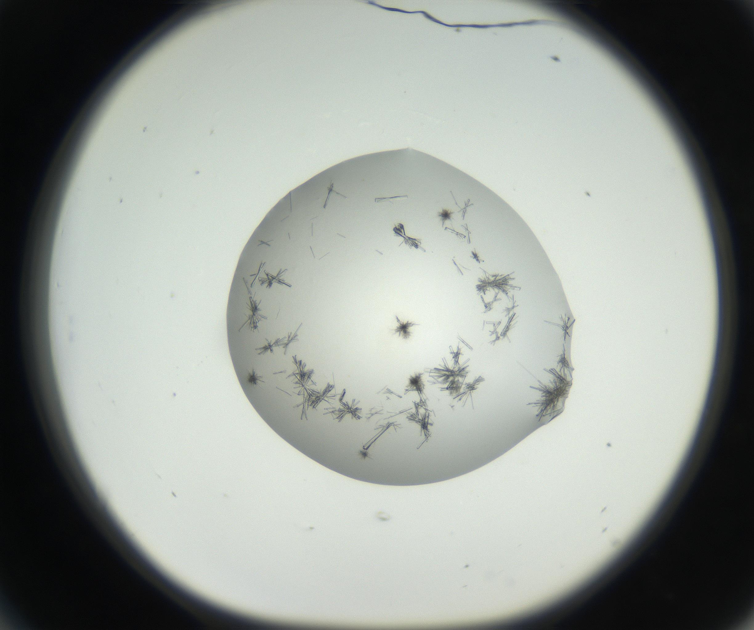 RI01_03_000_0212_Proj1_Clon1_MC_0000MC102631_004_160814_06_05_01_00_99_002_001_RAI.jpg