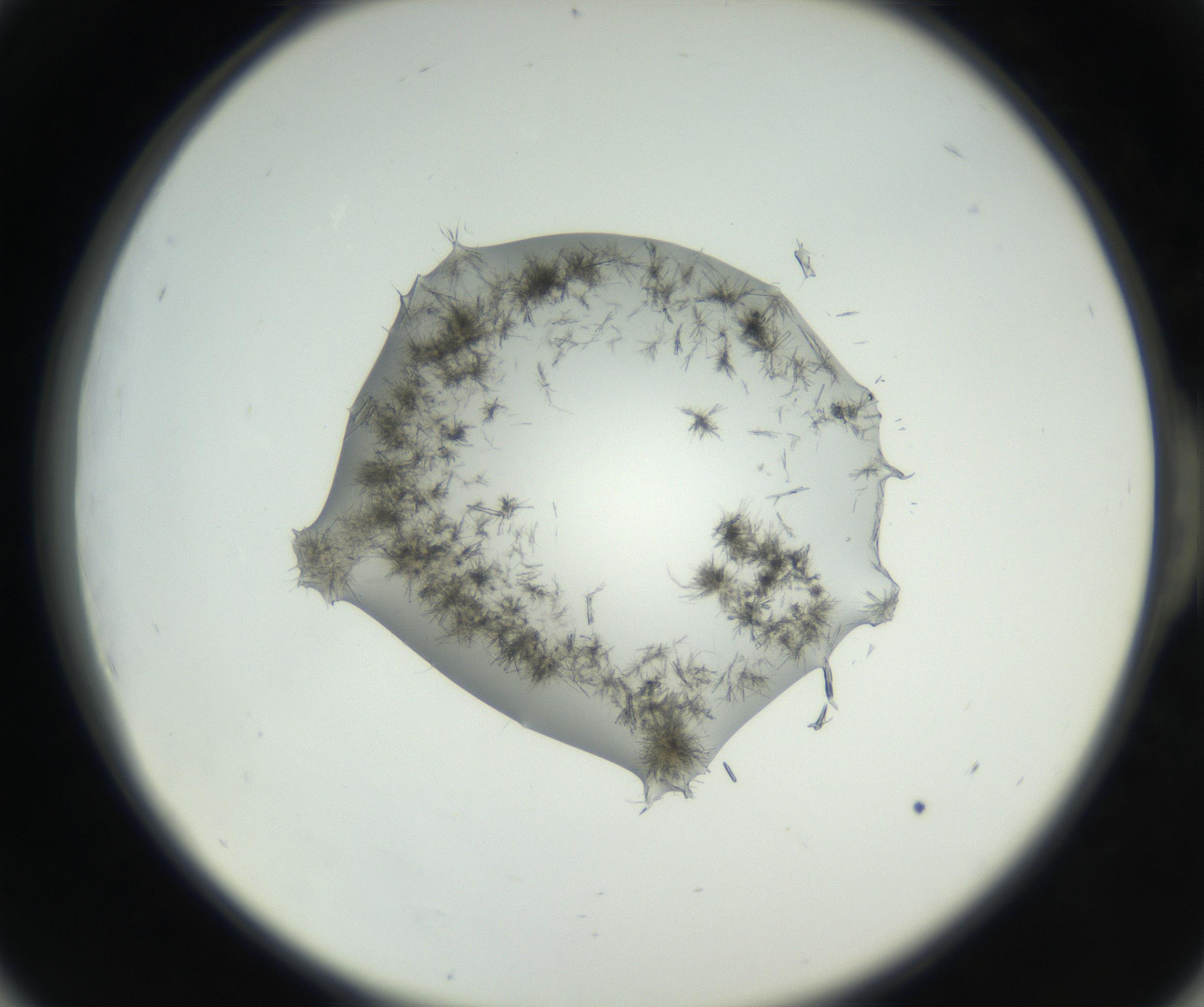 RI01_03_000_0212_Proj1_Clon1_MC_0000MC102631_004_160814_06_05_02_00_99_002_001_RAI.jpg